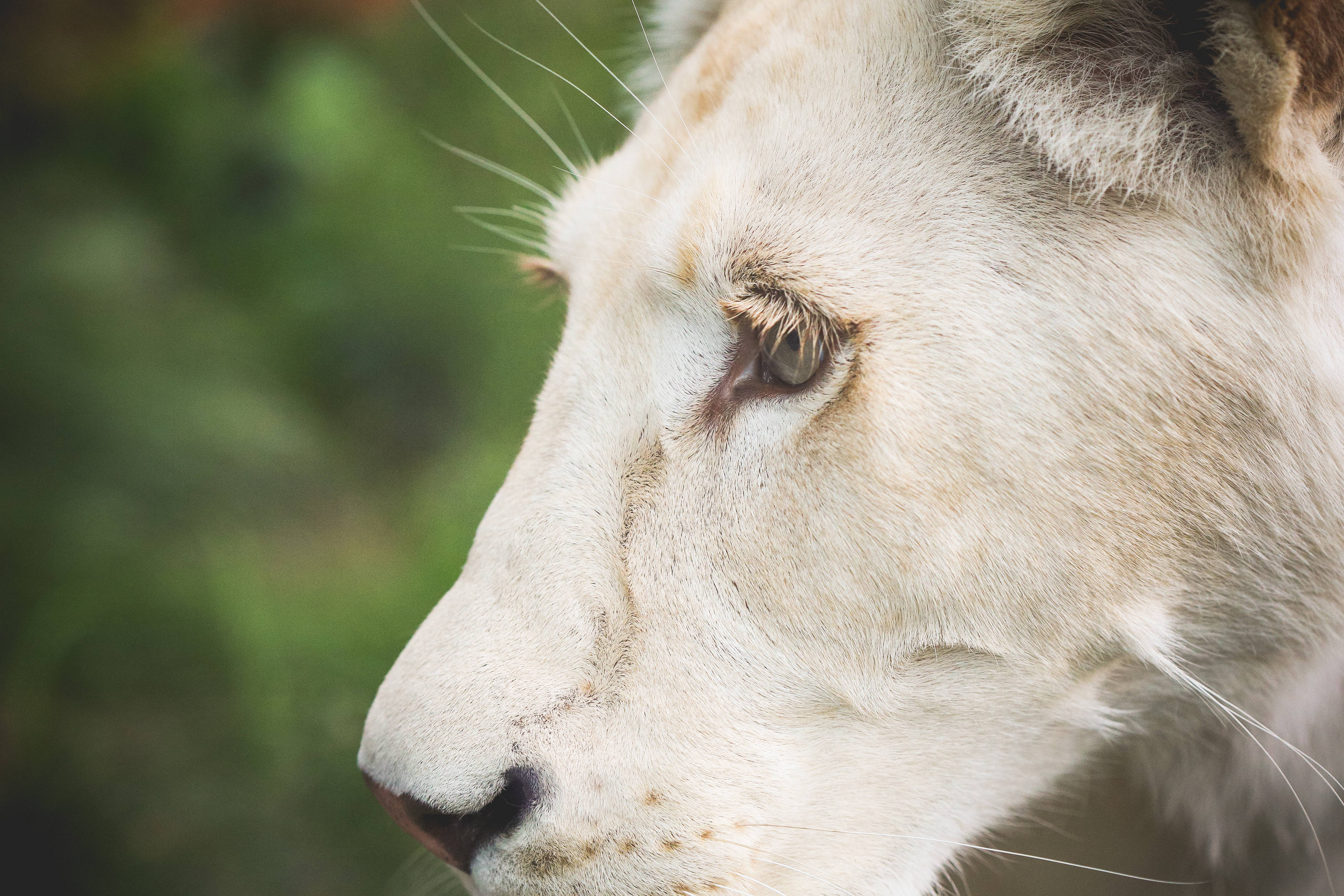 4K 超高清白獅母獅 壁紙 — 一隻白獅子安靜的側面特寫，背景是柔和的綠色模糊背景。