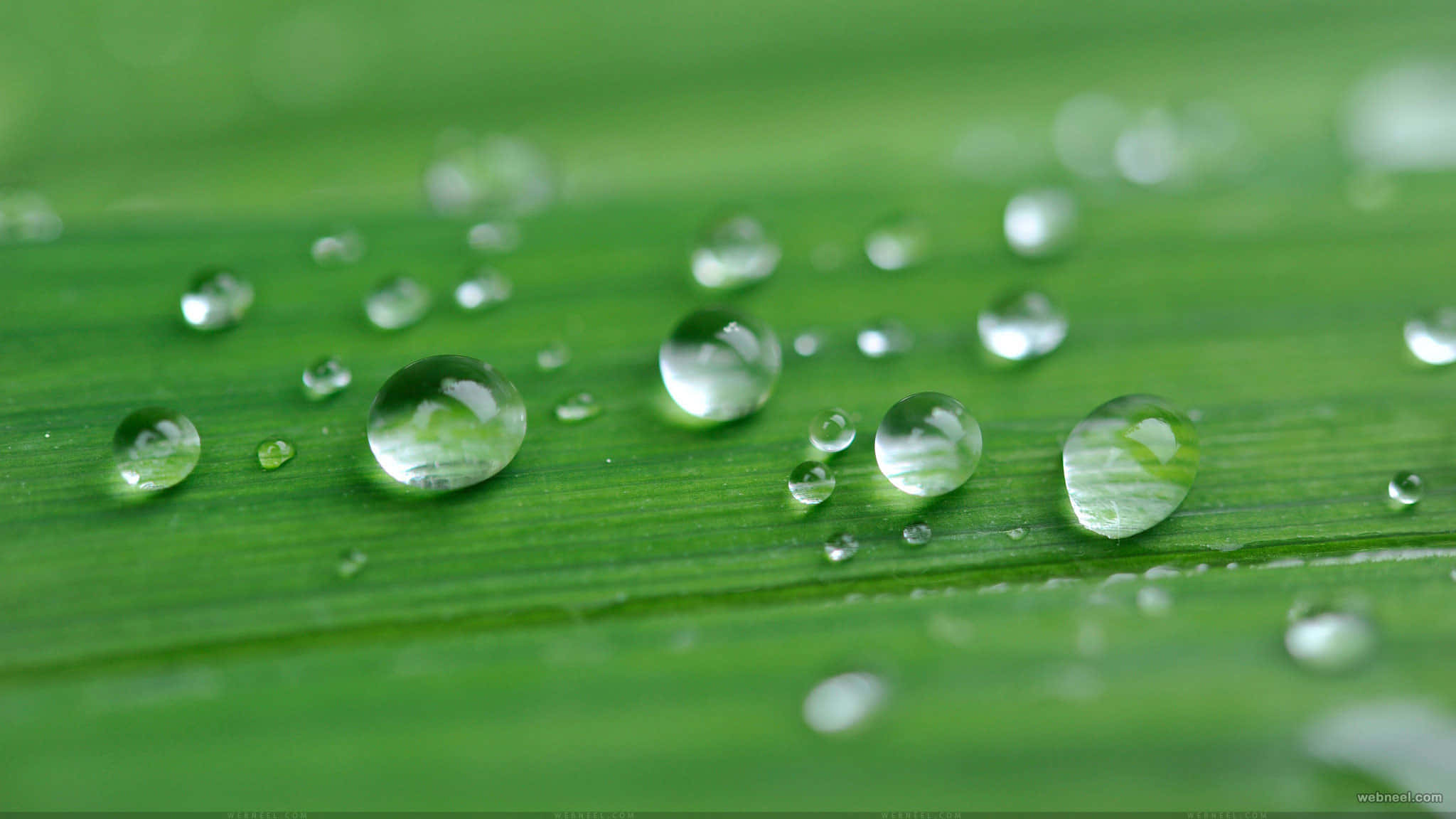 雨滴4K：綠葉上的雨珠 壁紙 — 閃爍的水珠停留在充滿活力的綠葉上，焦點清晰，背景柔和模糊。