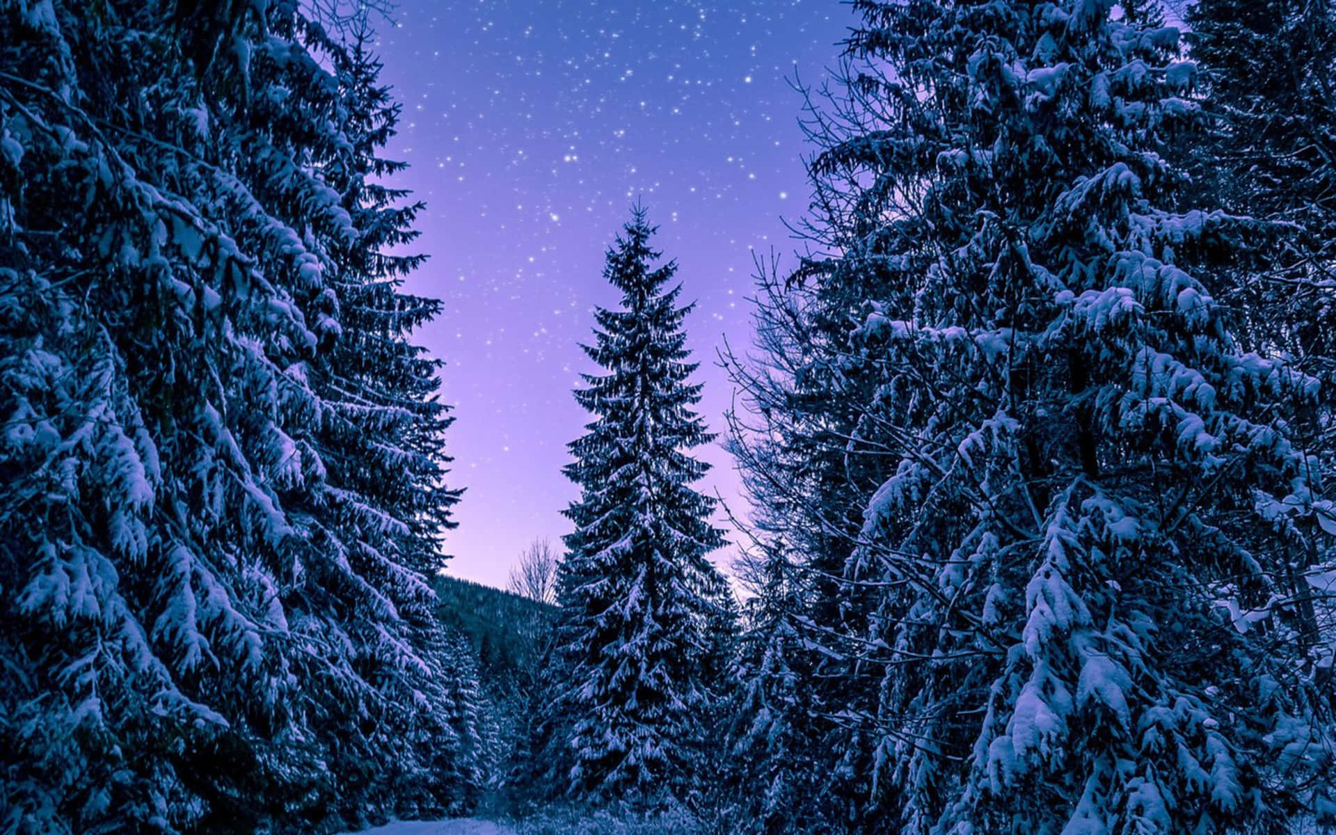 在星光燦爛的紫色夜空下，積雪的松樹。