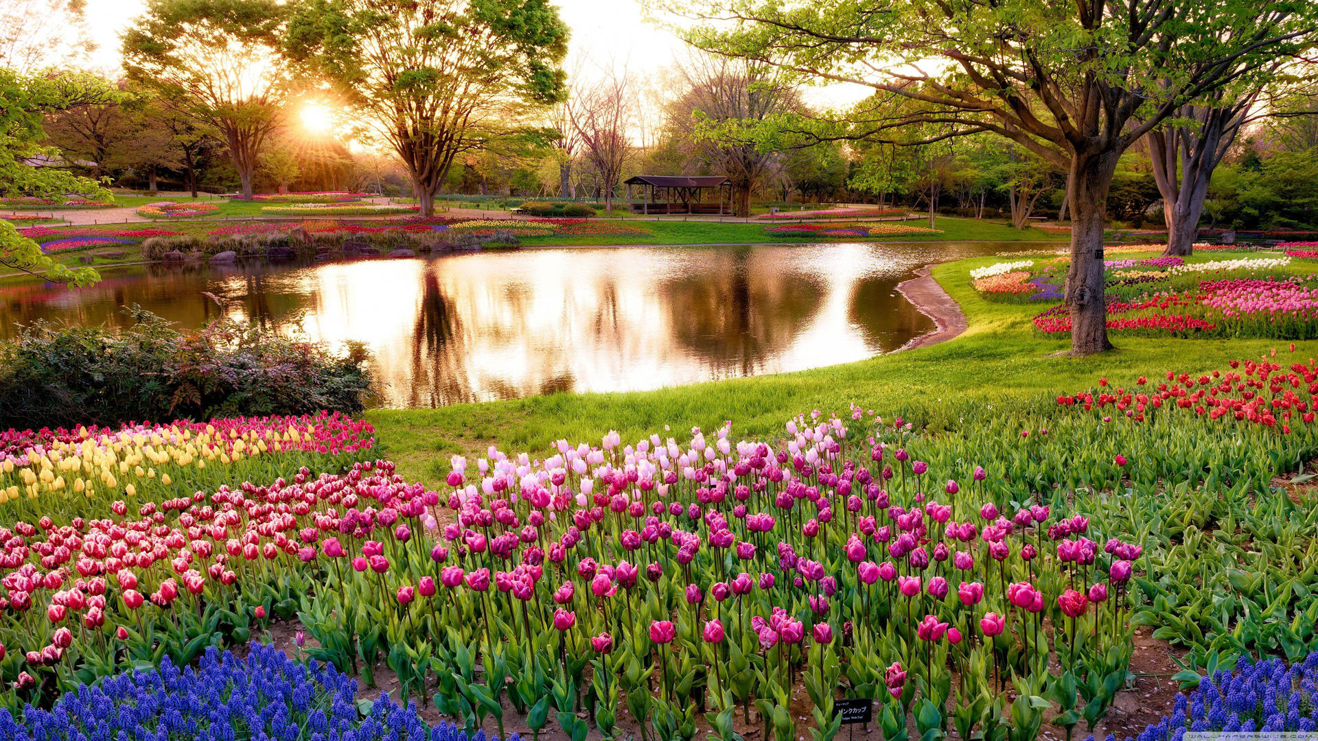 夕陽映照花園池塘，周圍有色彩繽紛的鬱金香花床和樹木