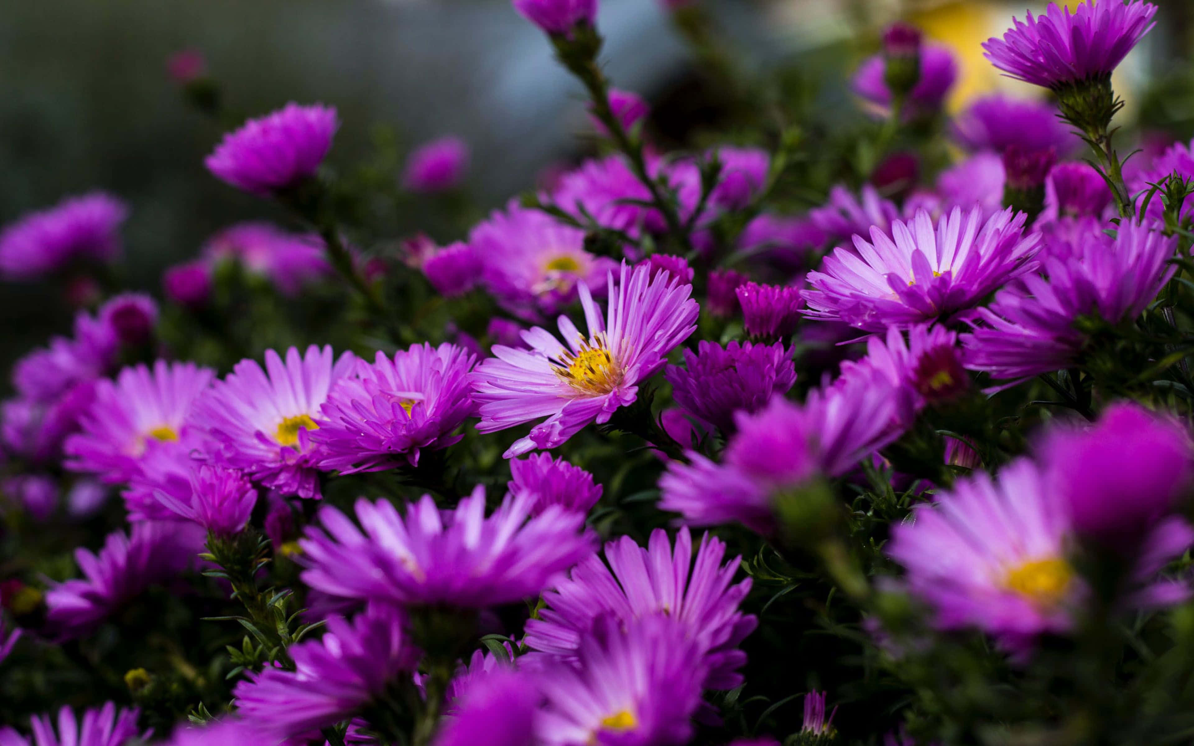 4K 紫色紫菀花背景 壁紙 — 鮮豔的紫色紫菀花，黃色花心，在深綠色葉子的背景下，以柔焦效果密集盛開。