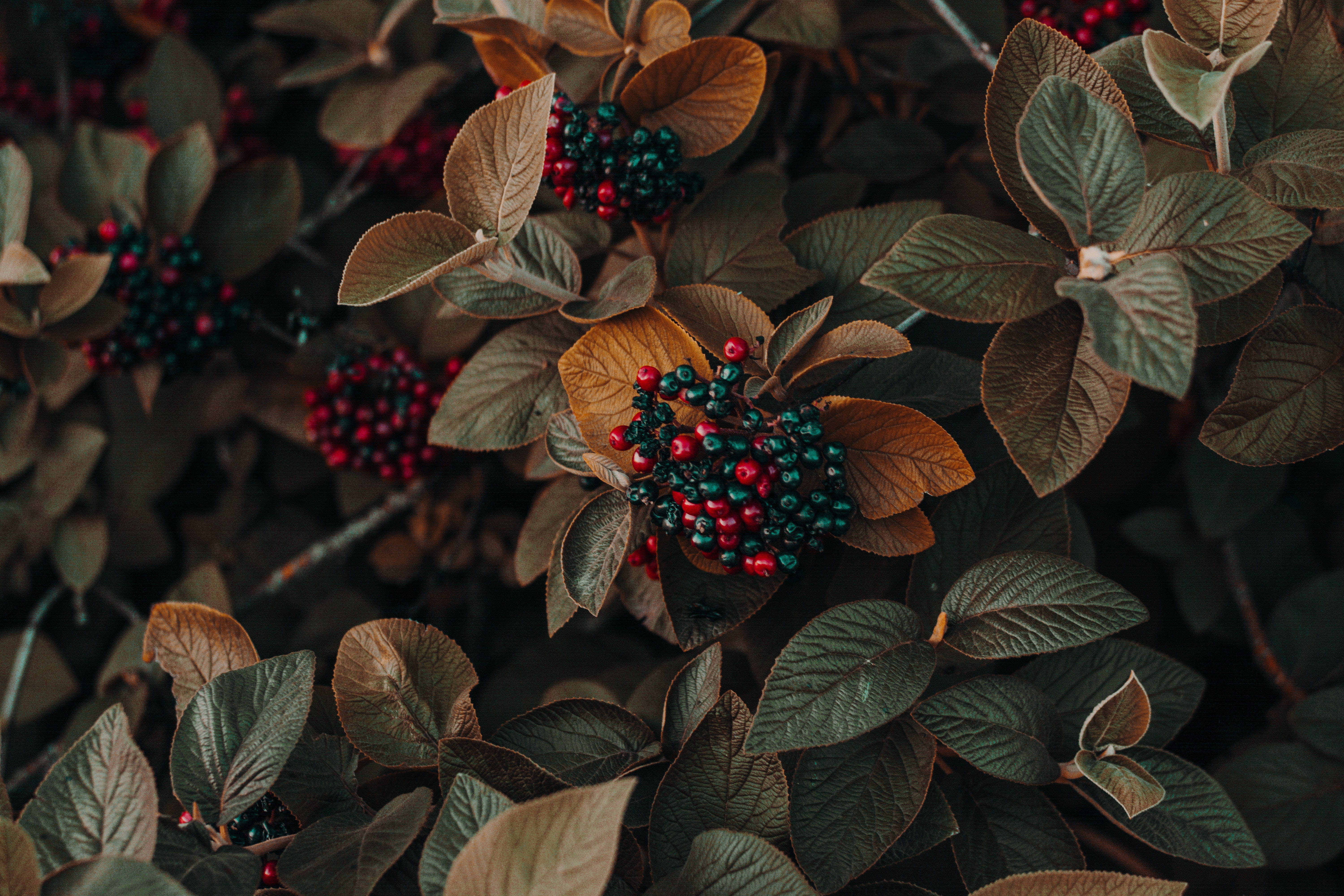 4K 藍紅漿果攝影 壁紙 — 鮮紅色和青綠色的漿果近距離特寫，藏在深棕色和綠色葉片中，柔和自然光線下。
