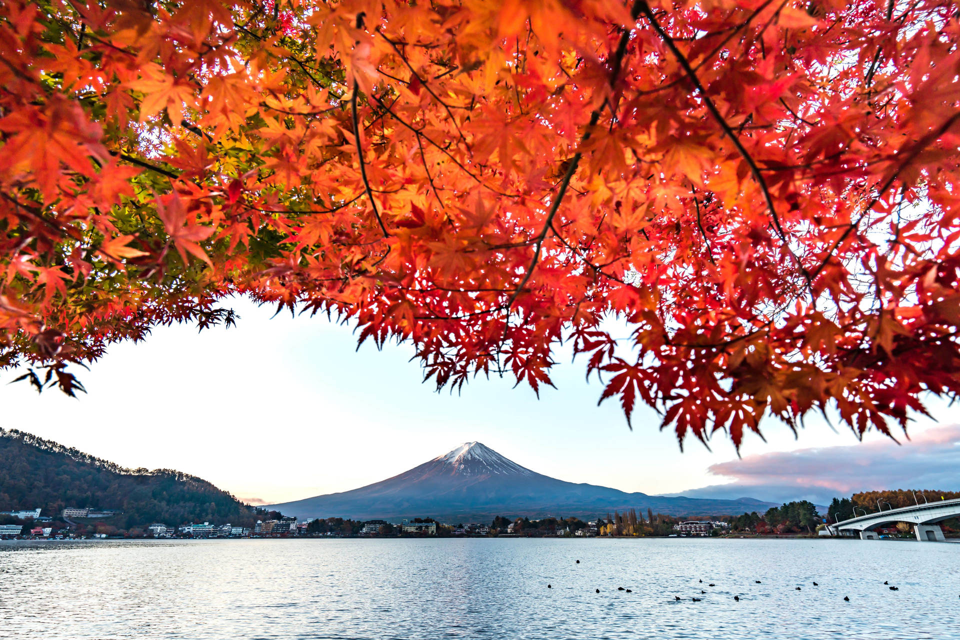 紅楓葉框住了黎明時分湖中倒映的富士山。
