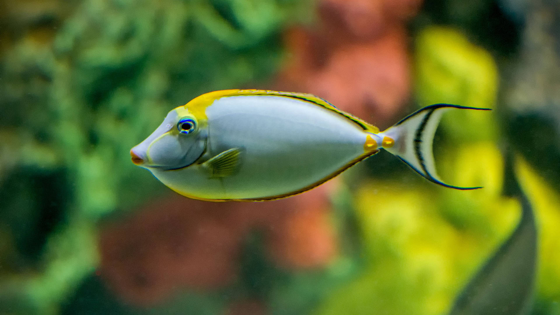 一條黃色和銀色的外科醫生魚在珊瑚礁中游泳。