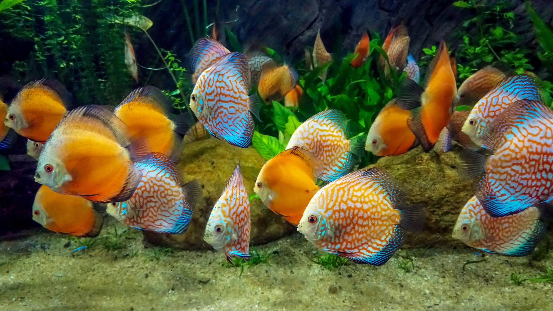 色彩繽紛的神仙魚在有岩石和沙子的種植水族箱中游動。