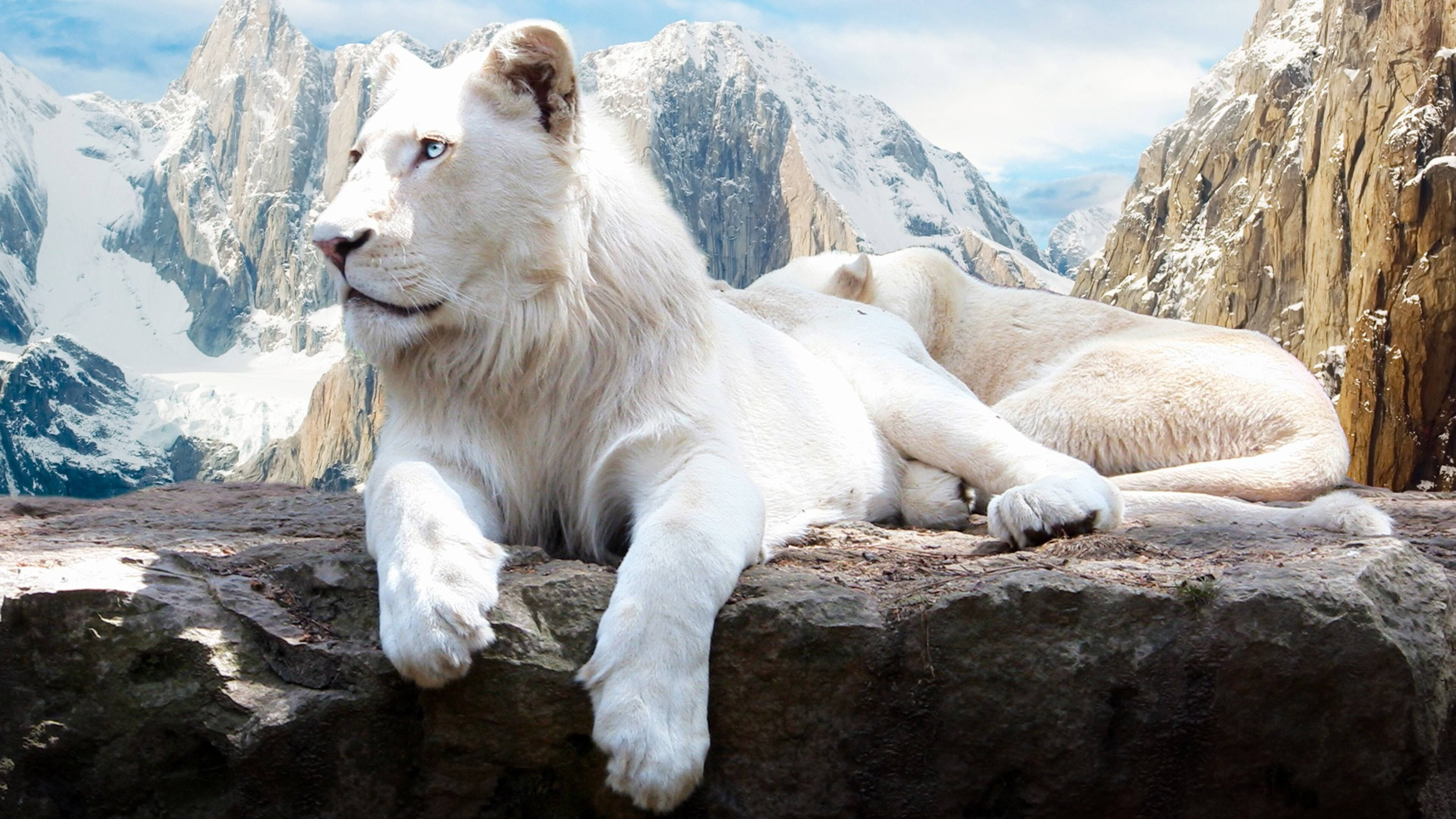 4K 超高清白鬃獅子 壁紙 — 兩頭白獅在岩石架上威嚴地休息，背景是白雪覆蓋的山脈和明亮的藍天。