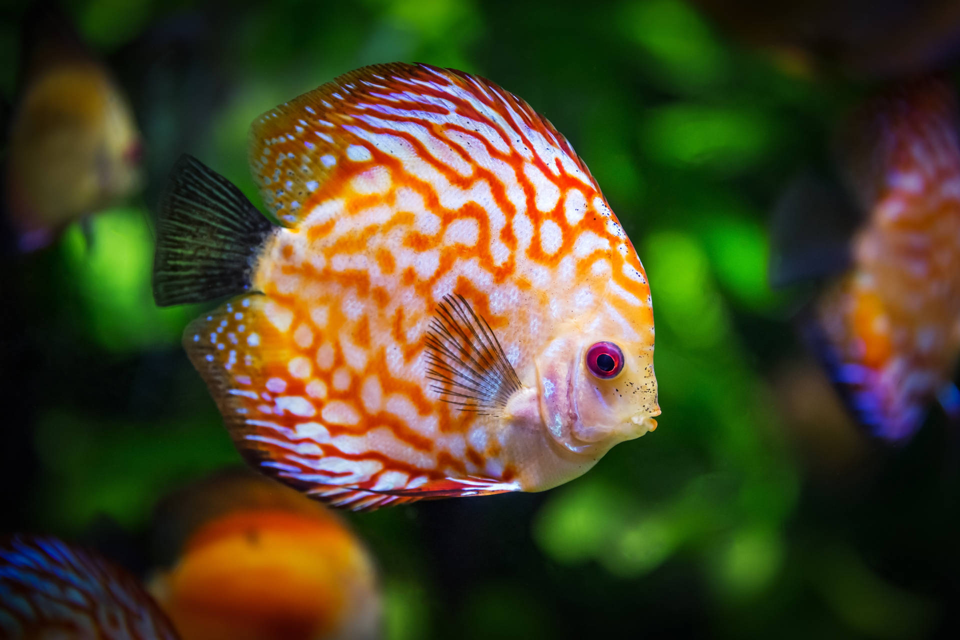 一條色彩繽紛的神仙魚在綠色水生環境中游泳。