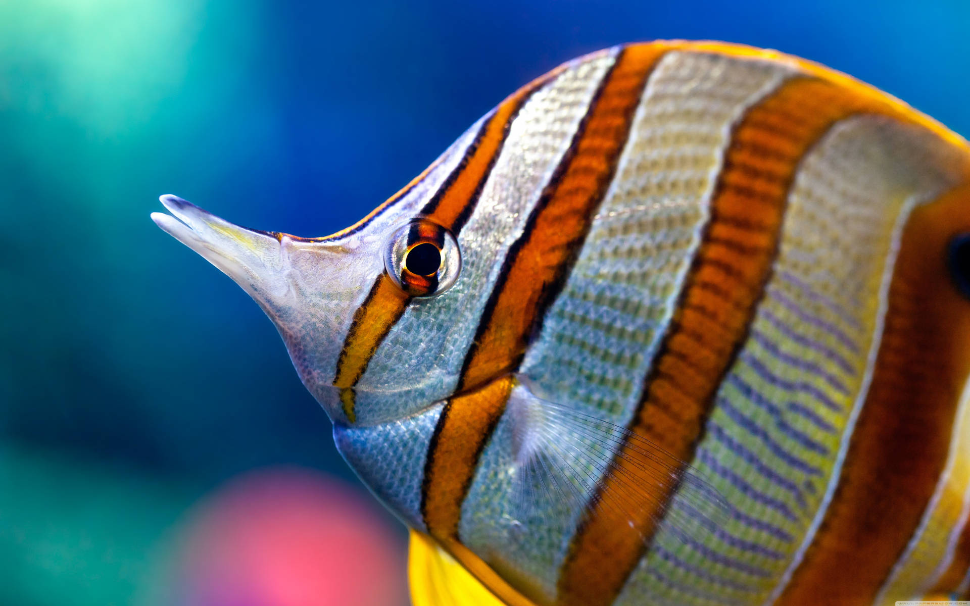 鮮豔橙色和銀色條紋蝴蝶魚在藍色海水中游泳。
