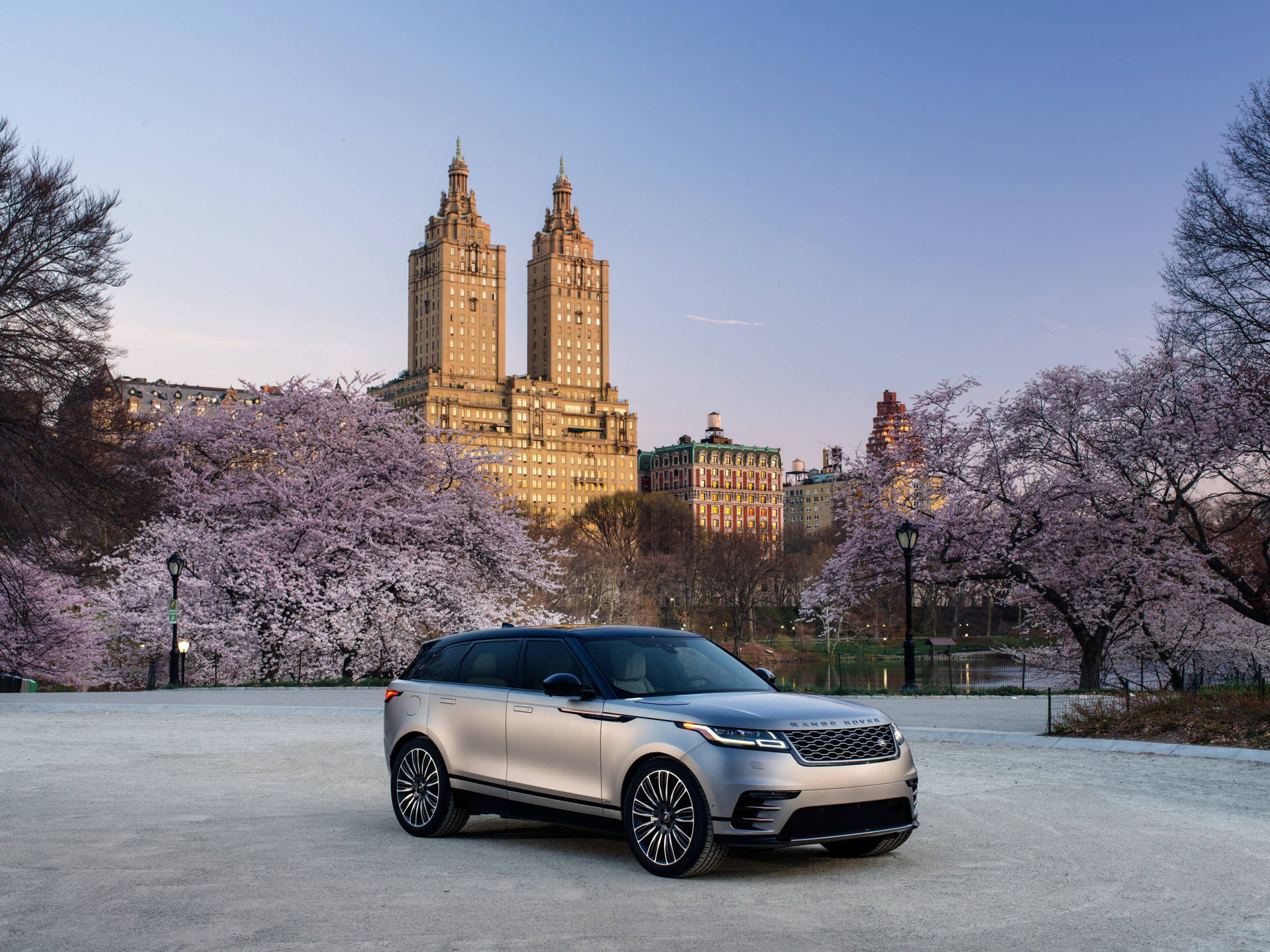 銀色 Range Rover Sport 停泊在盛開的櫻花樹下，背景是城市天際線。