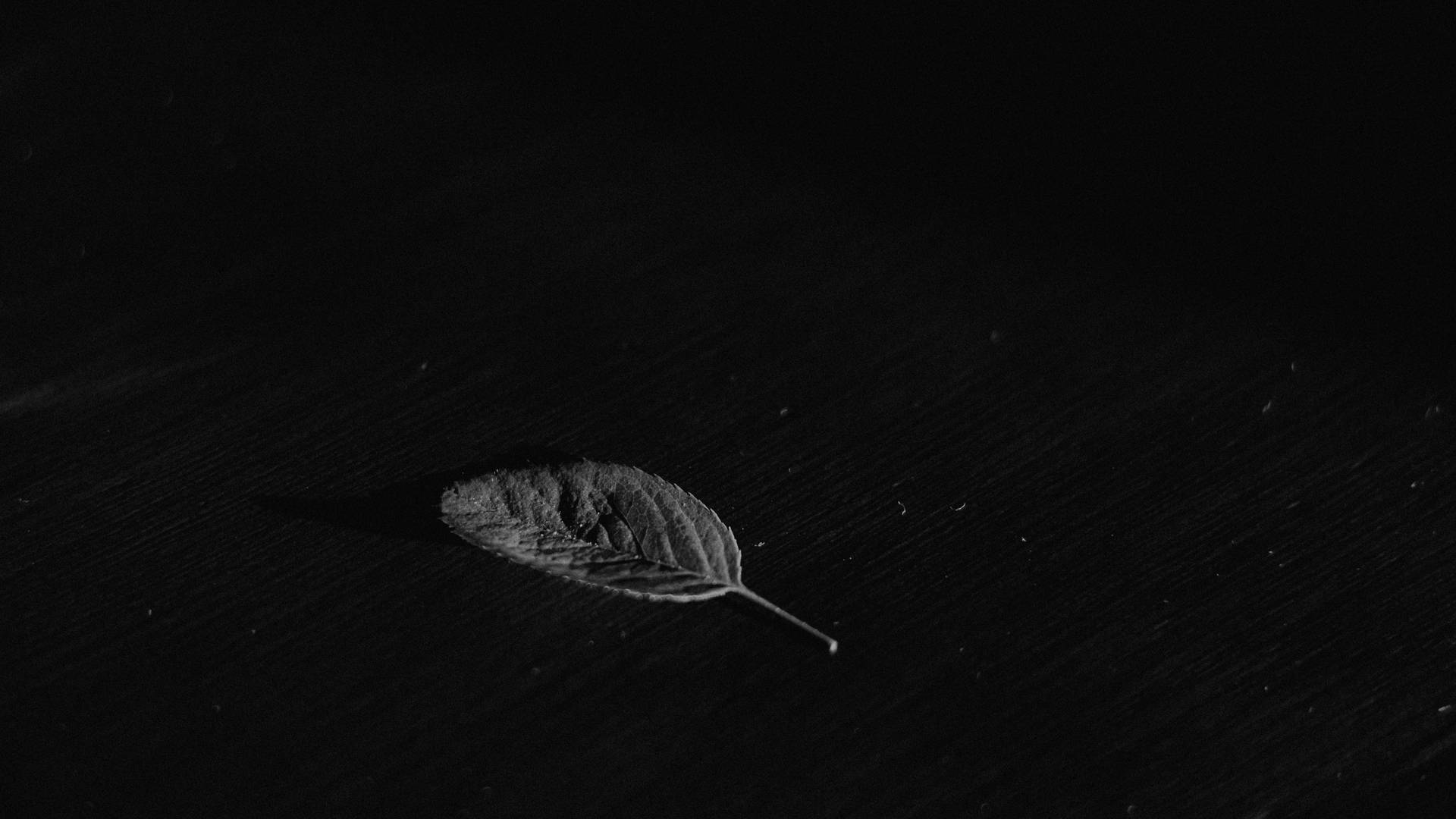 戲劇性燈光下深色木頭上的一片乾燥樹葉