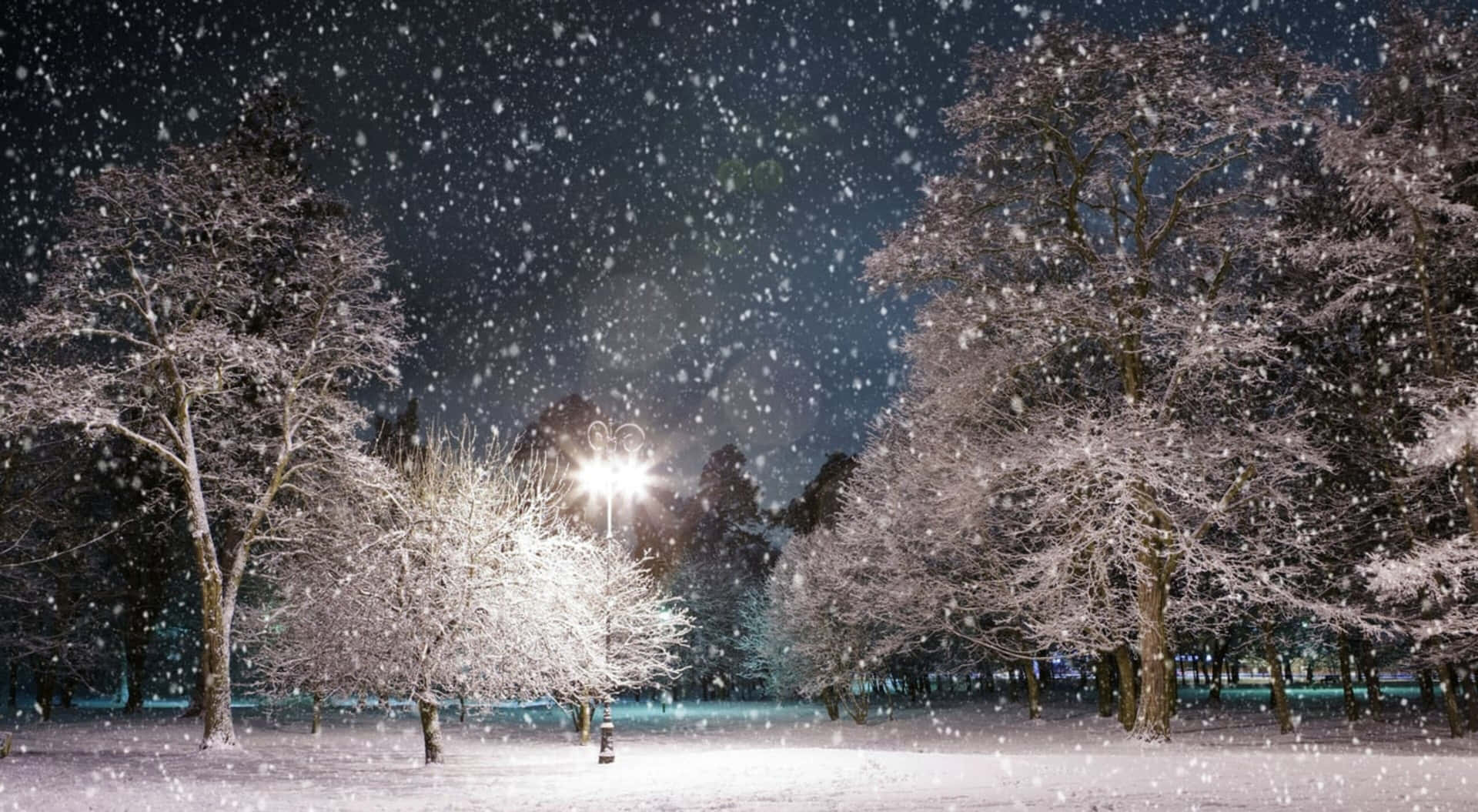 冬夜公園中街燈照亮積雪的樹木。