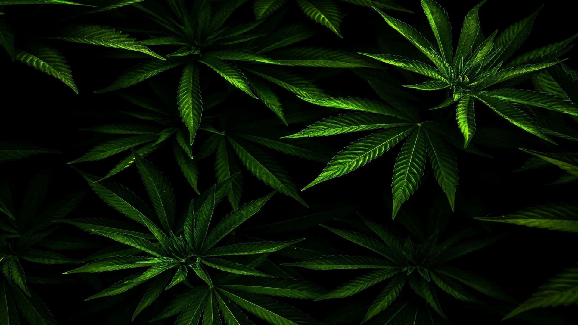 黑色背景下發光的綠色大麻葉特寫。 — 大麻 壁紙