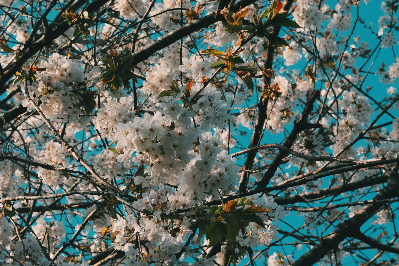 白色櫻花在樹枝上綻放，映襯著明亮的藍天。