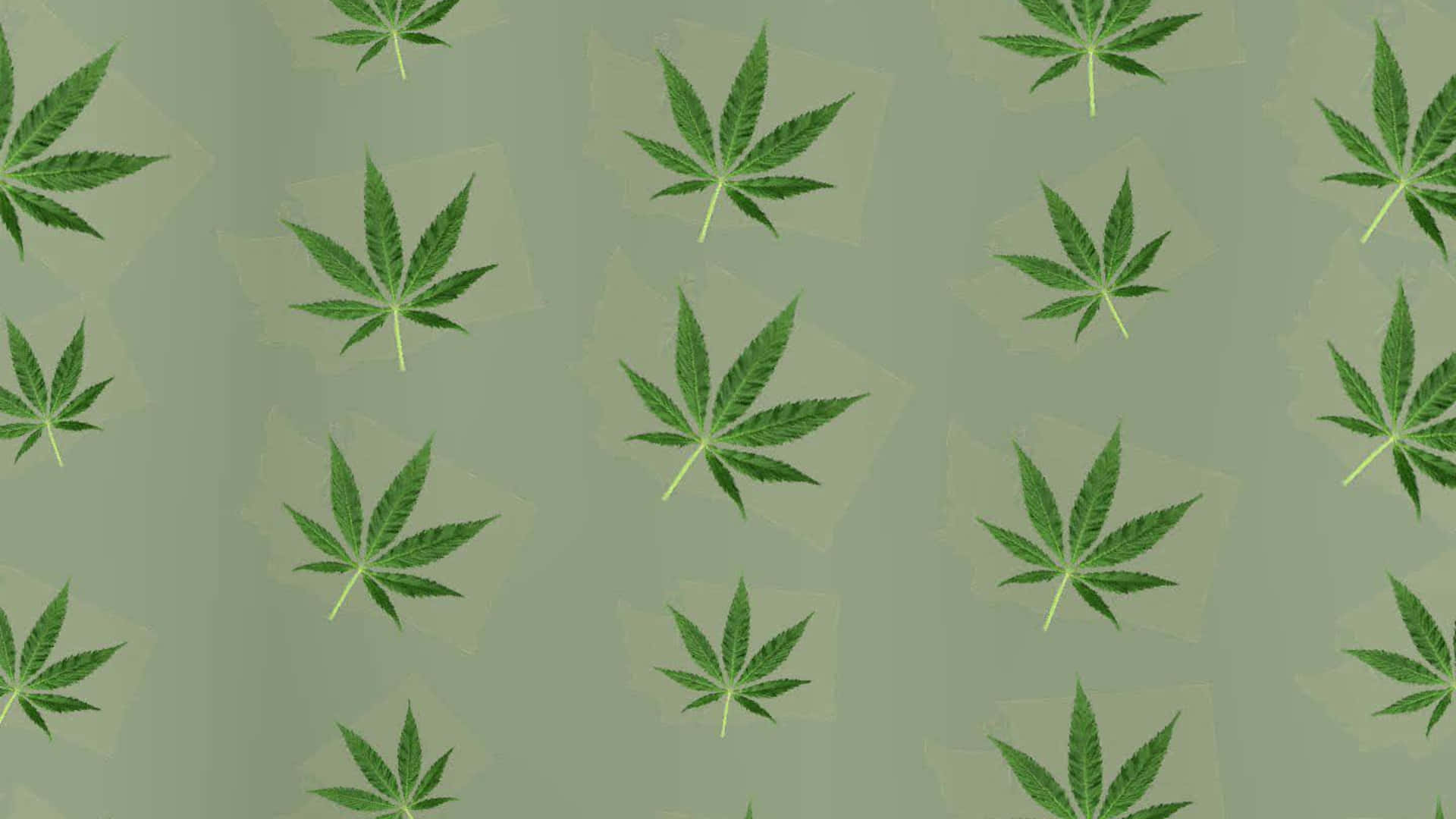 綠色大麻葉在鼠尾草色背景上以重複圖案排列。