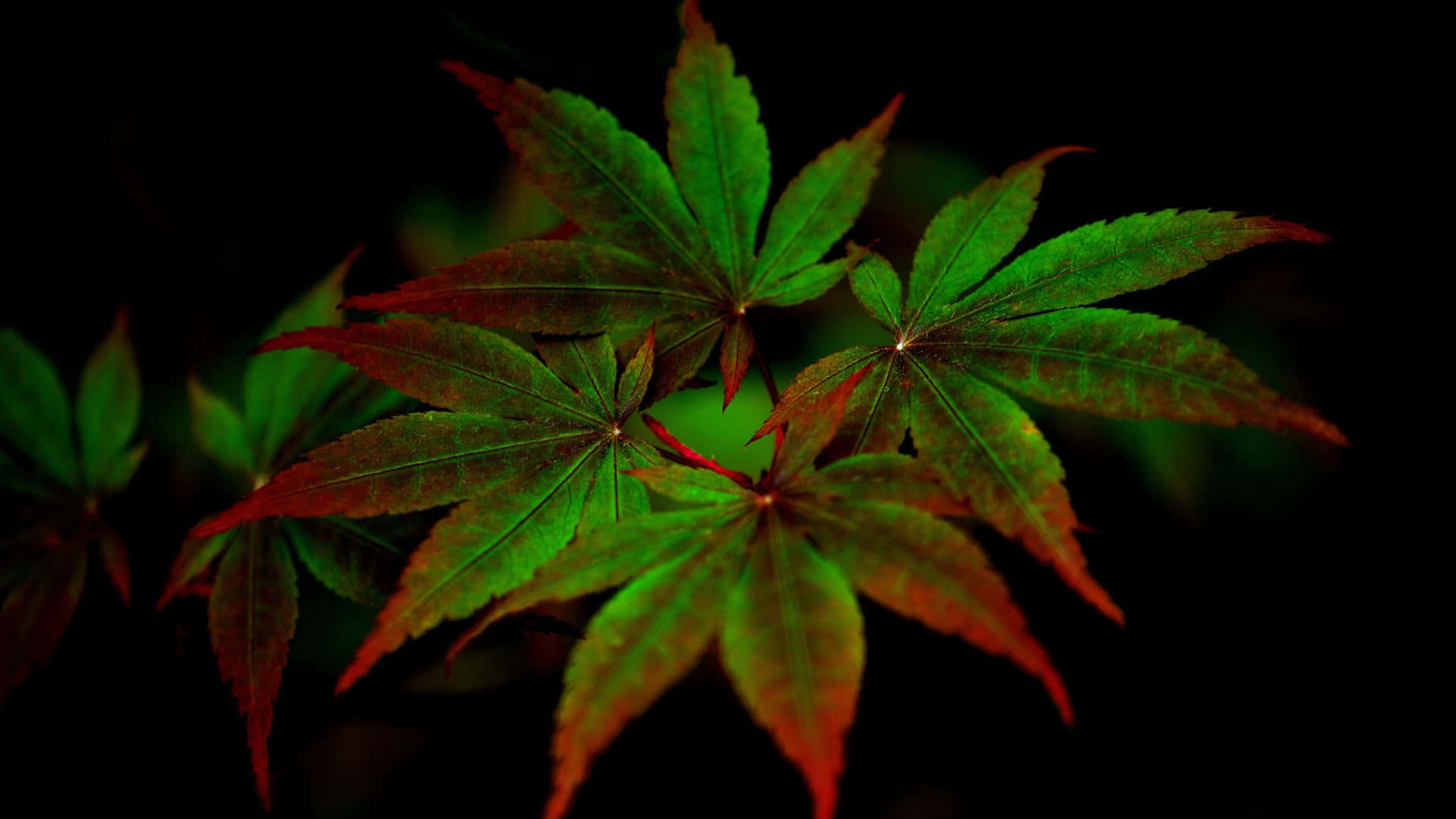 在黑色背景上發光的綠色和紅色楓葉。