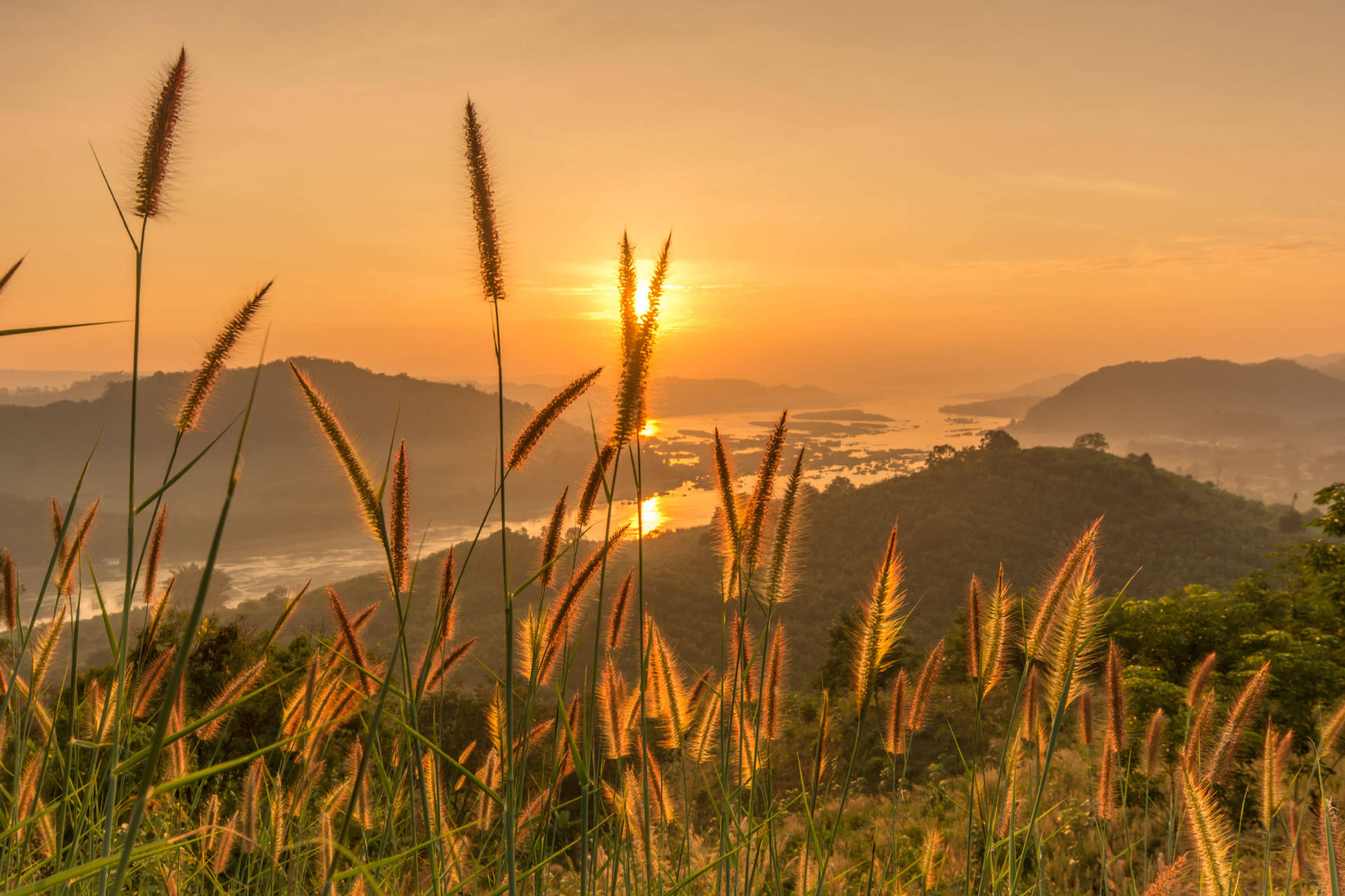 高草在金色夕陽前搖曳，籠罩著霧氣瀰漫的山谷和山丘。