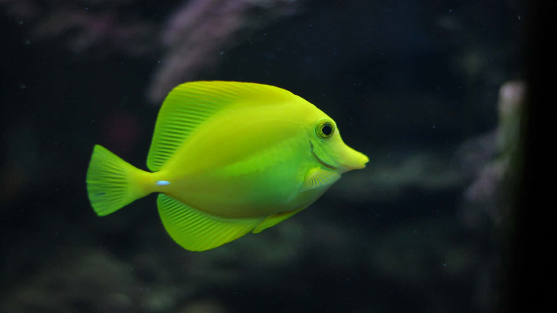 鮮豔的黃高鰭刺尾魚在昏暗的水族箱水中靠近珊瑚游泳。