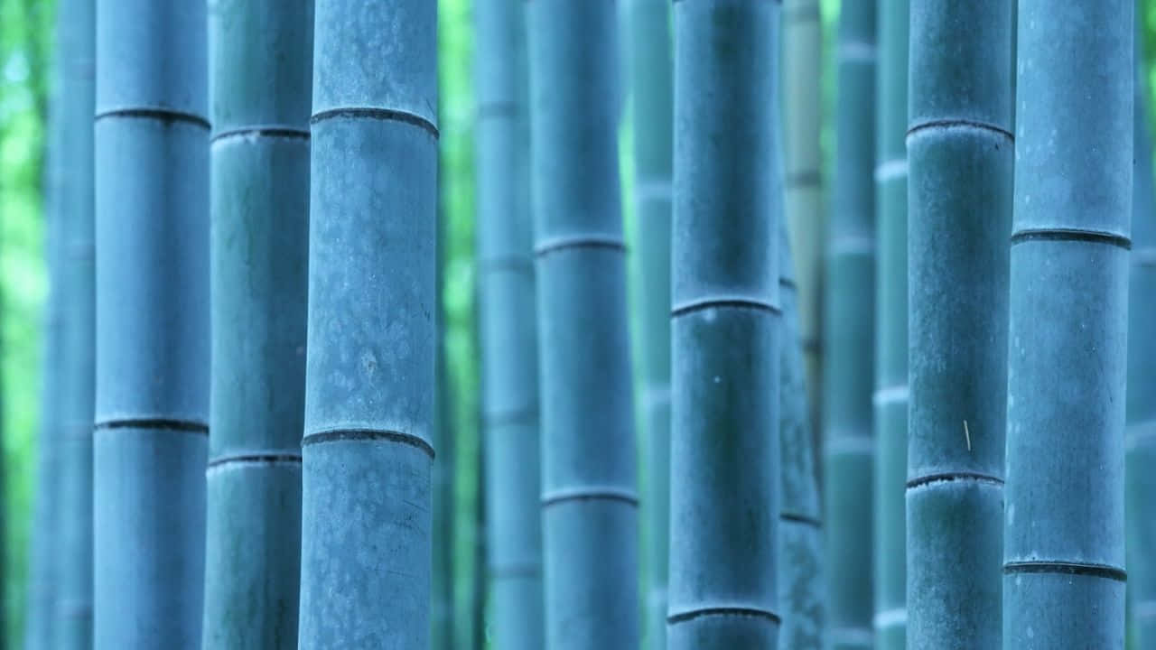 森林中高大的竹莖，背景柔和綠色。