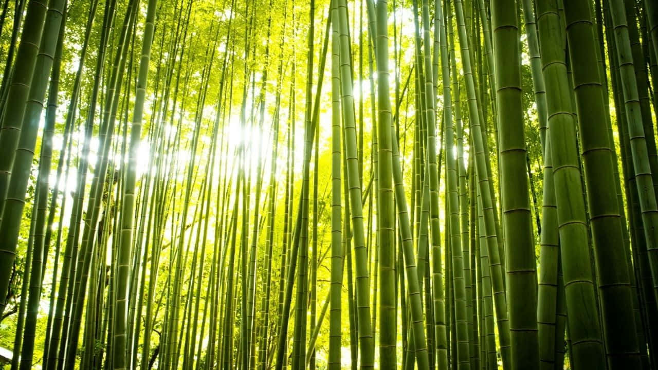 陽光穿過茂密的竹林，形成充滿活力的綠色樹冠。