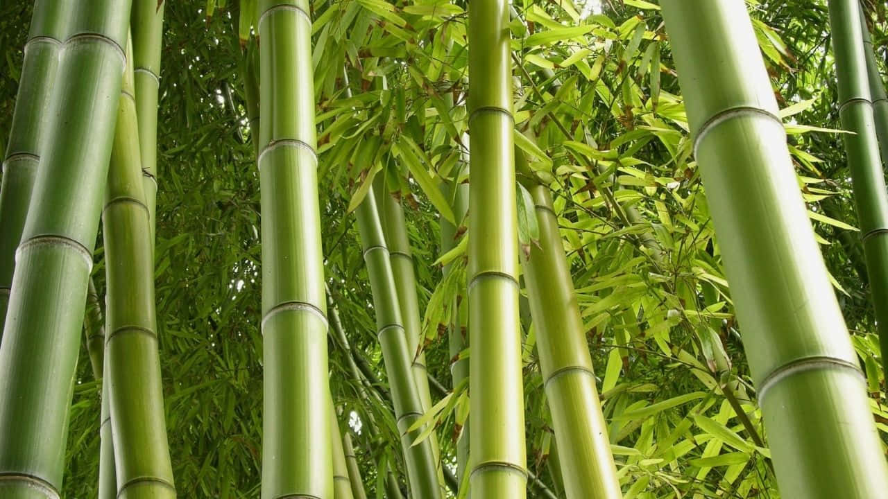 森林中帶葉子的高大綠色竹莖