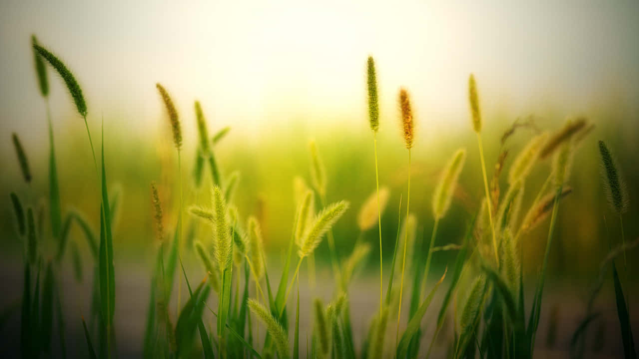 720p 自然大麥田背景 壁紙 — 金色陽光穿過高大的綠色草叢，帶有羽毛狀種子頭在柔和焦點中輕輕搖曳。