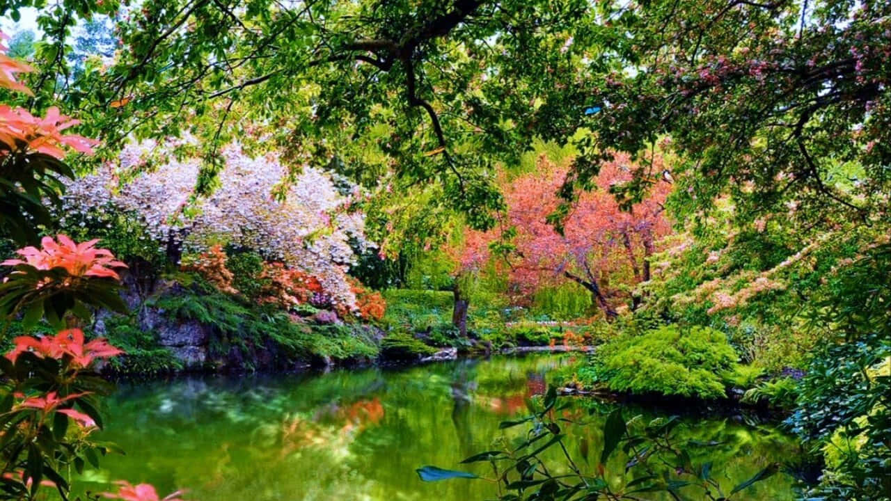720p 自然河流可愛樹木背景 壁紙 — 一個寧靜的花園池塘，周圍環繞著鮮豔的粉紅色和白色花朵，在翠綠的水面上倒映，上方是茂密的綠樹樹冠。