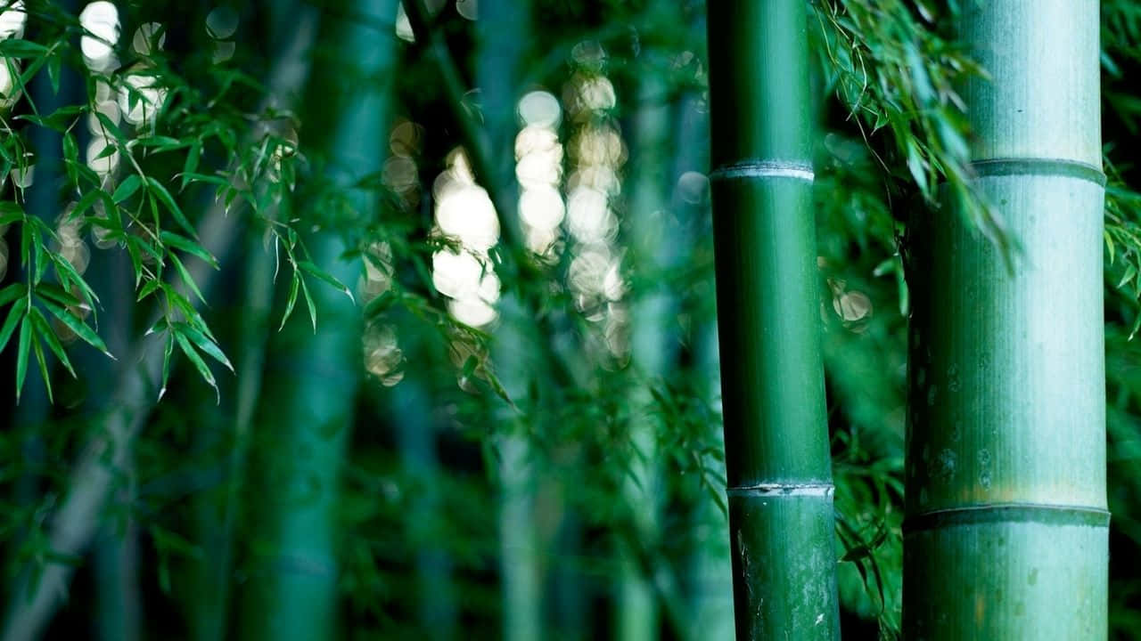 高大的綠色竹莖特寫，背景有柔和發光的光線。