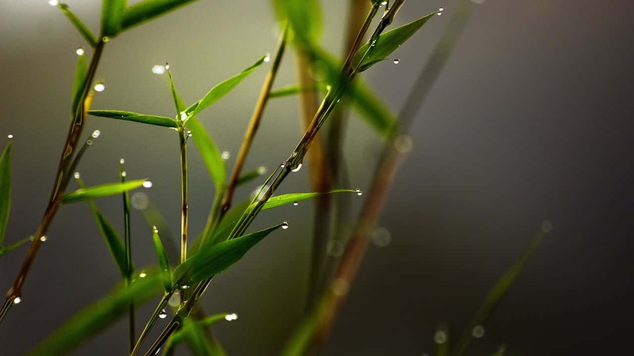 在柔和晨光中帶有露珠的新鮮綠色草葉。