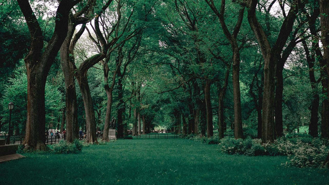 720p自然綠樹背景 壁紙 — 一條寧靜的公園小徑，兩旁樹木成蔭，綠草如茵，斑駁的陽光穿過茂密的樹葉灑落下來。
