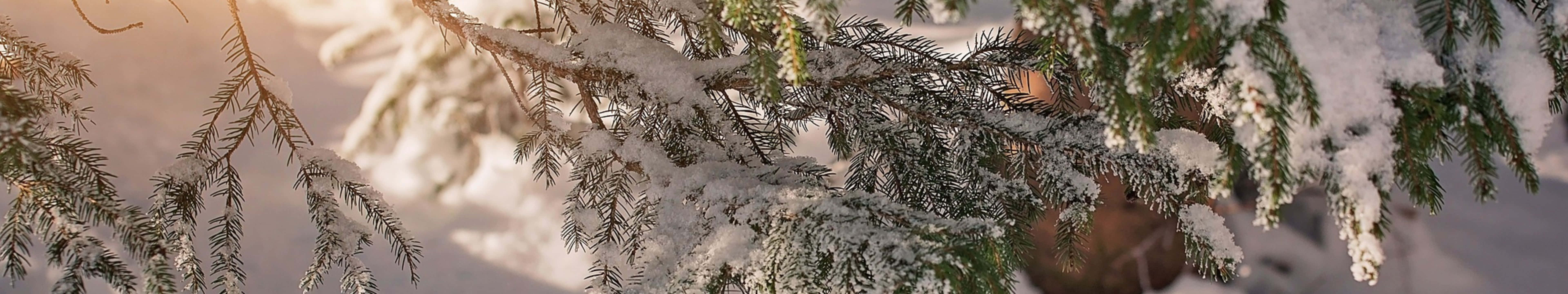 白雪覆蓋的松樹枝條沐浴在溫暖的冬日陽光中。