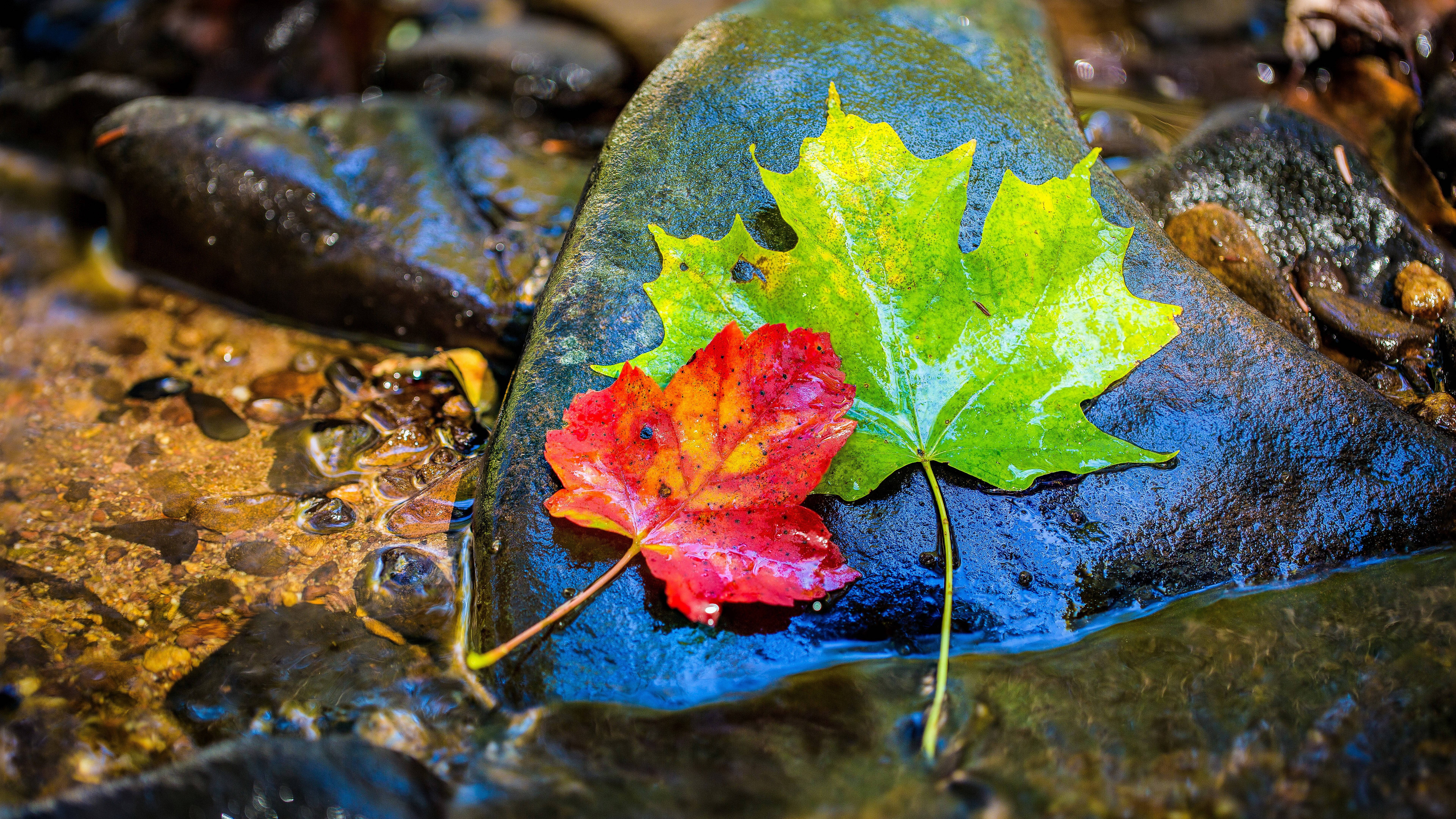 8K 7680x4320 超高清桌面壁紙：紅綠楓葉 壁紙 — 鮮豔的紅色和綠色楓葉躺在淺秋溪中濕潤的深色岩石上。