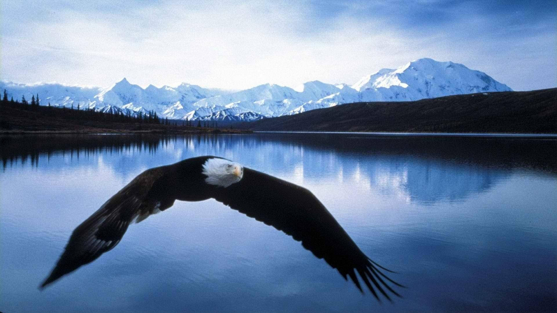 白頭鷹在湖泊上空飛翔，背景是雪山。