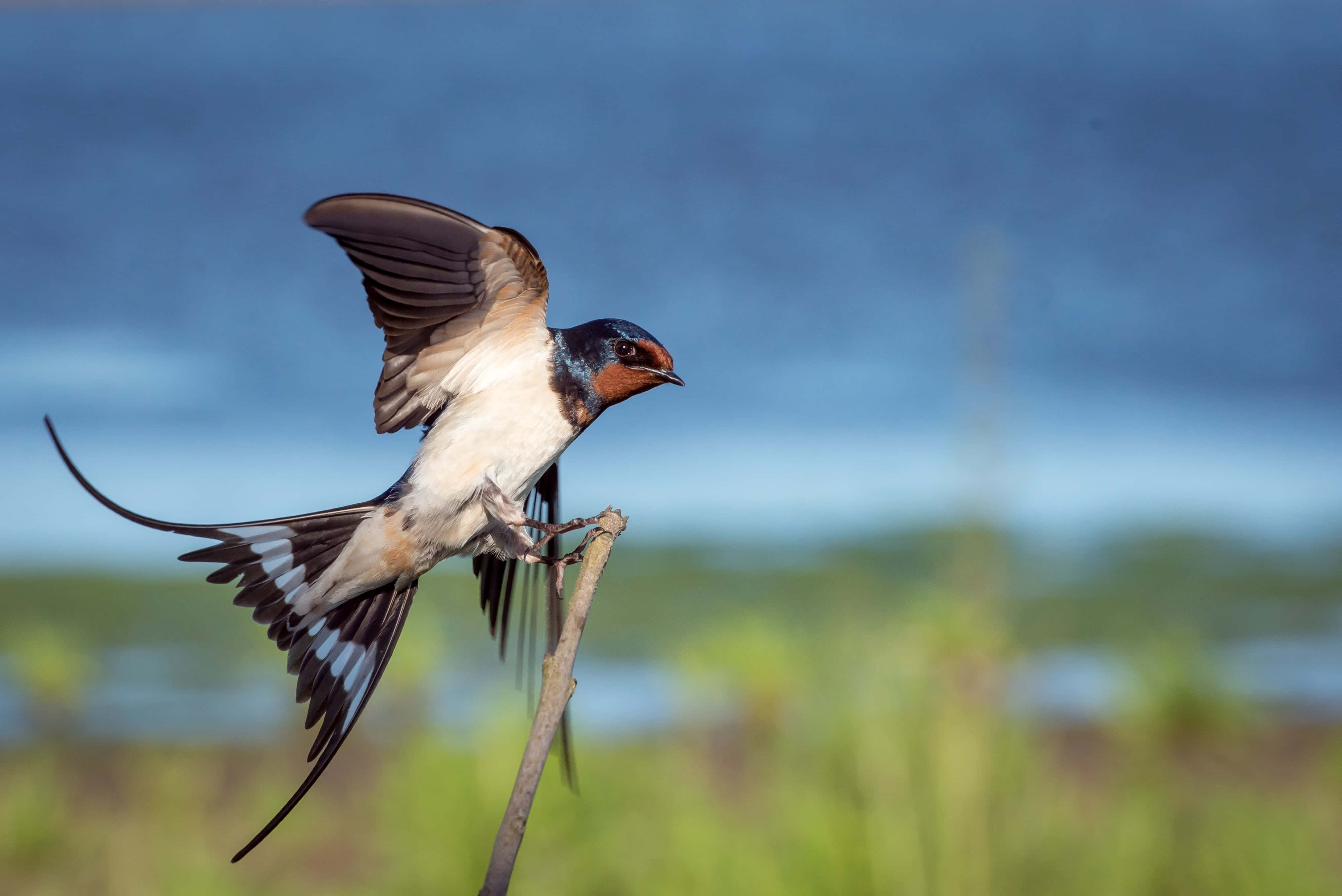 Swallow Bird 桌布 壁紙 — 一隻家燕在飛行中棲息在一根小樹枝上，背景是模糊的藍天和綠色田野。