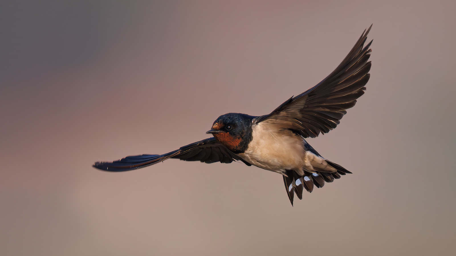 Swallow Bird 桌布 壁紙 — 一隻家燕展開雙翼，在柔和的粉紅與灰色暮色天空中優雅翱翔。