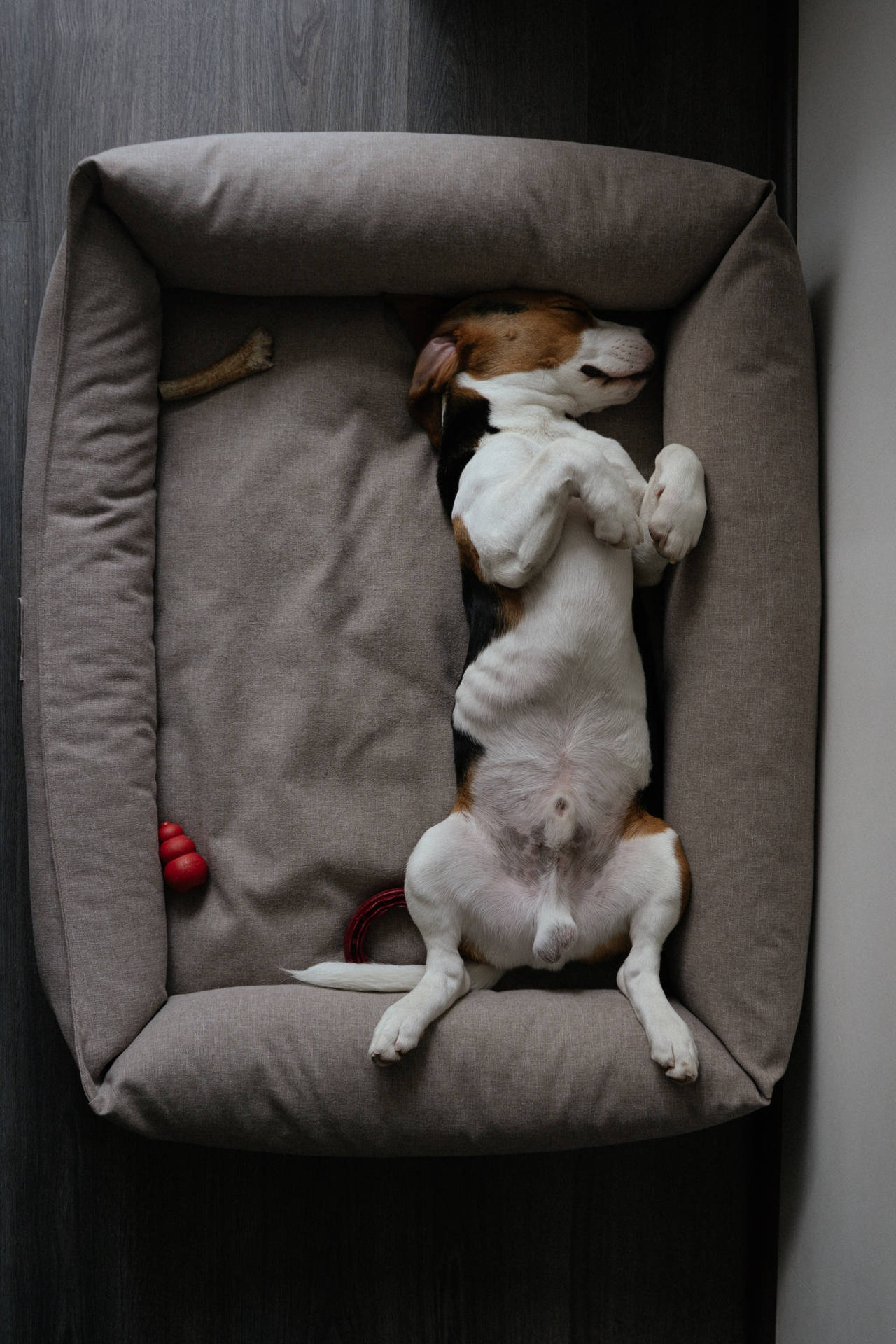 一隻比格犬在灰色狗床上仰臥睡覺，旁邊有玩具。
