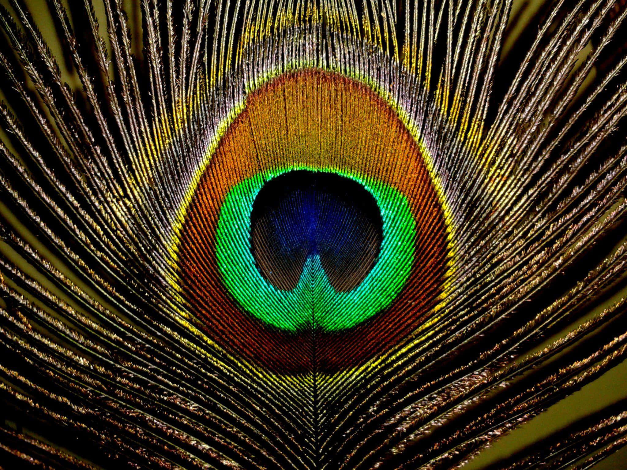 A beautiful peacock feather showing bright colours 壁紙 — 孔雀羽毛的特寫揭示了複雜的眼狀圖案，帶有鮮豔的綠色、藍色和金色色調，背景為深色。