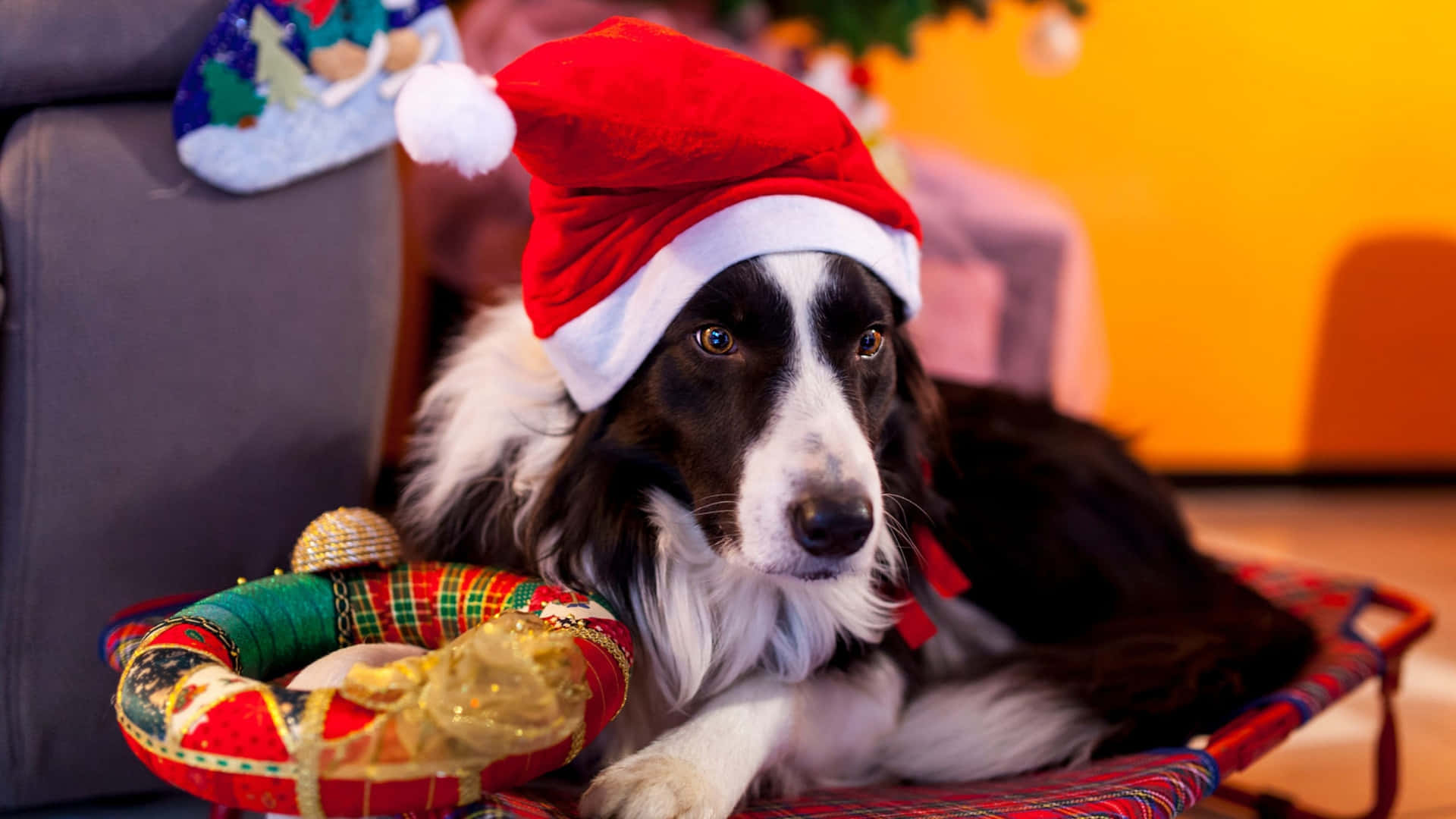  壁紙 — 一隻黑白邊境牧羊犬戴著紅色聖誕帽，在節日格紋墊子上休息，旁邊有裝飾花環。