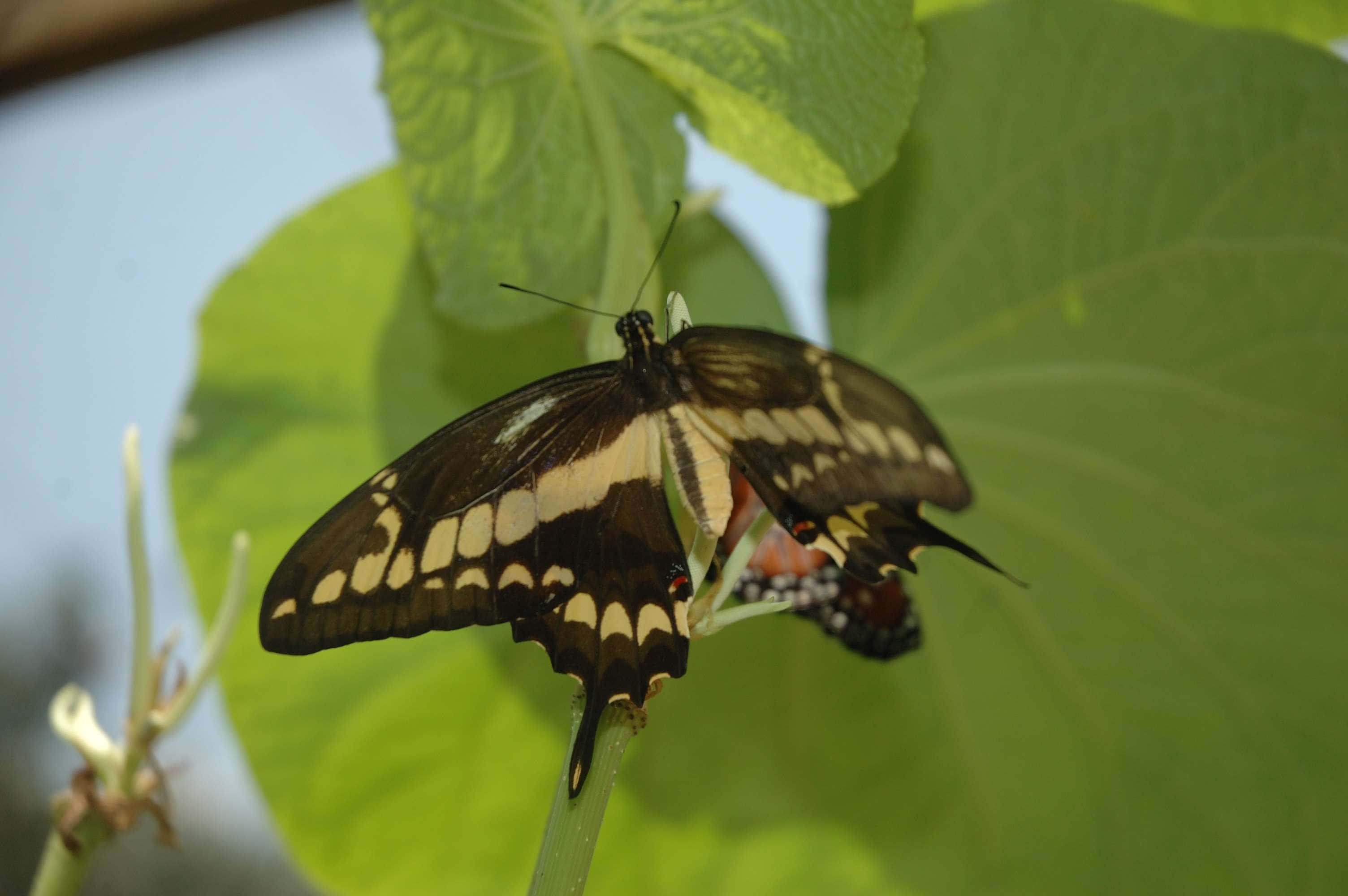 Yellow Butterfly 桌布 壁紙 — 一隻黑黃相間的蝴蝶輕柔地停在一片綠葉上，柔和的光線穿透而過。