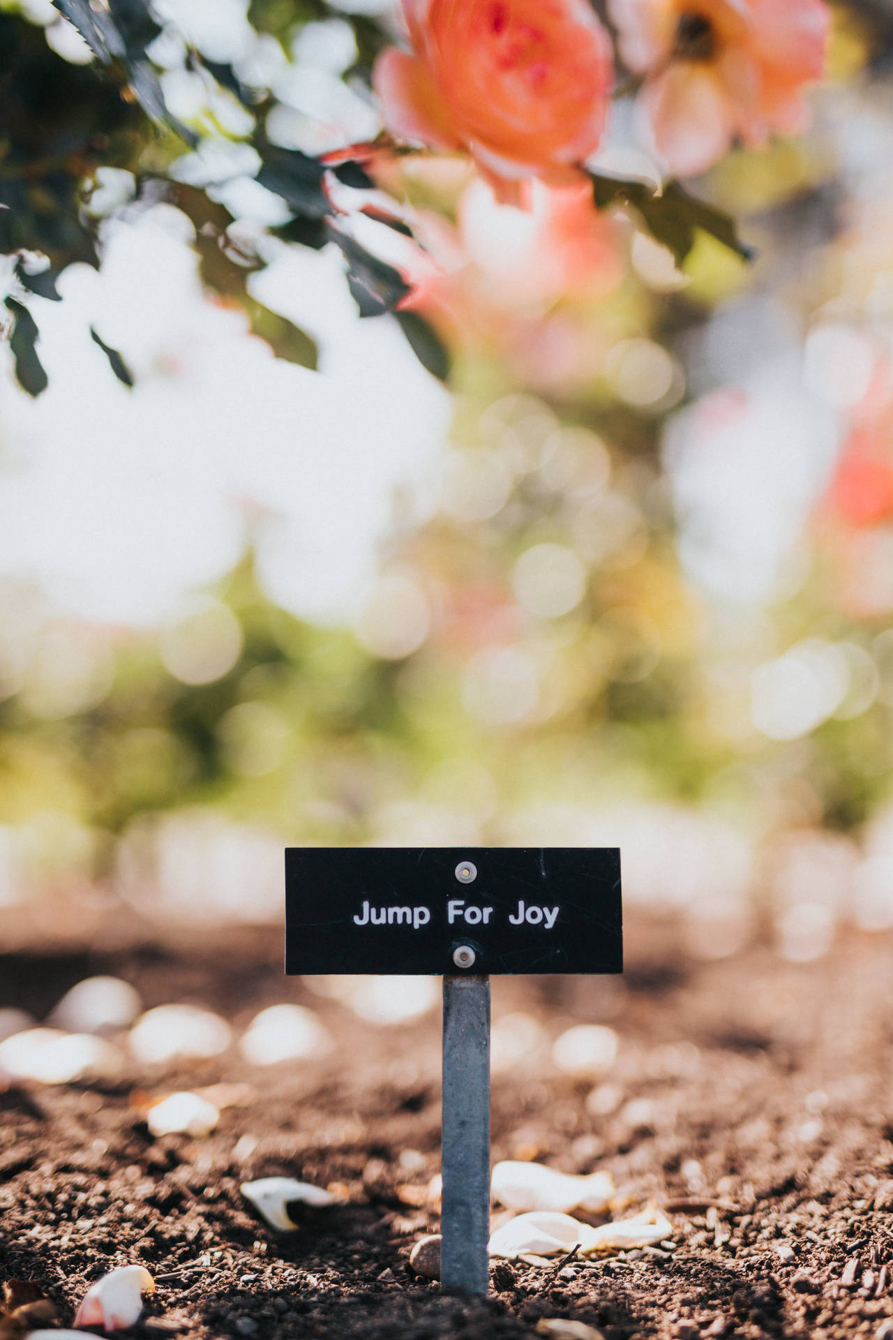 歡呼雀躍快樂標語 壁紙 — 一個黑色花園標牌上寫著 Jump For Joy，立在泥土中，周圍有落下的花瓣，背景是柔焦的粉紅玫瑰和陽光照耀的綠葉。