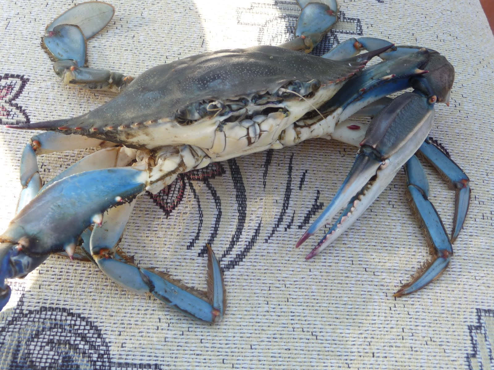 Blue Crab 桌布 壁紙 — 一隻藍色蟹，帶有鮮豔的藍色鉗子，在明亮的陽光下休息在帶有圖案的紡織品上。