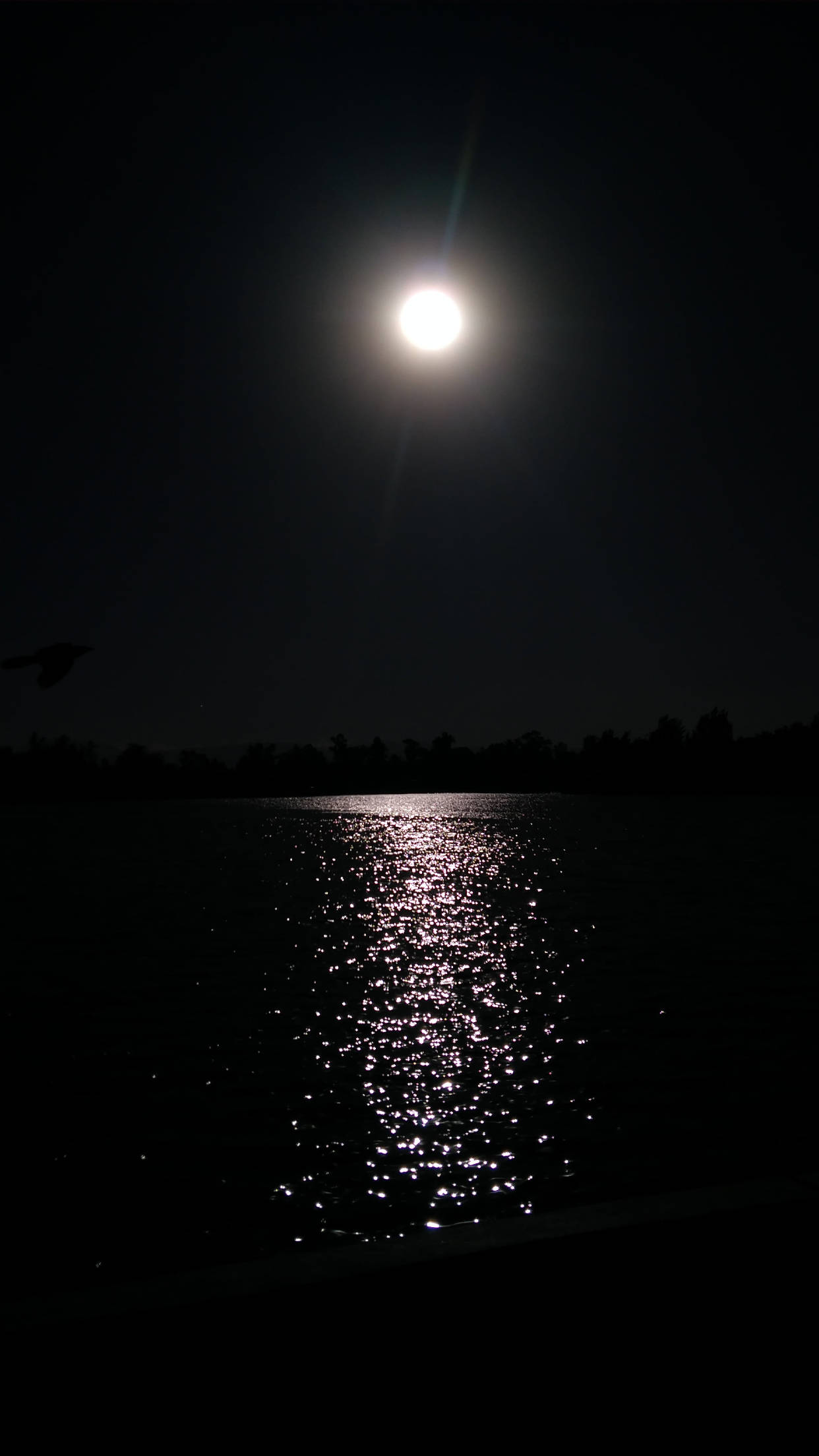 滿月映照在黑暗的湖面上，夜晚有一隻鳥在頭頂飛翔。