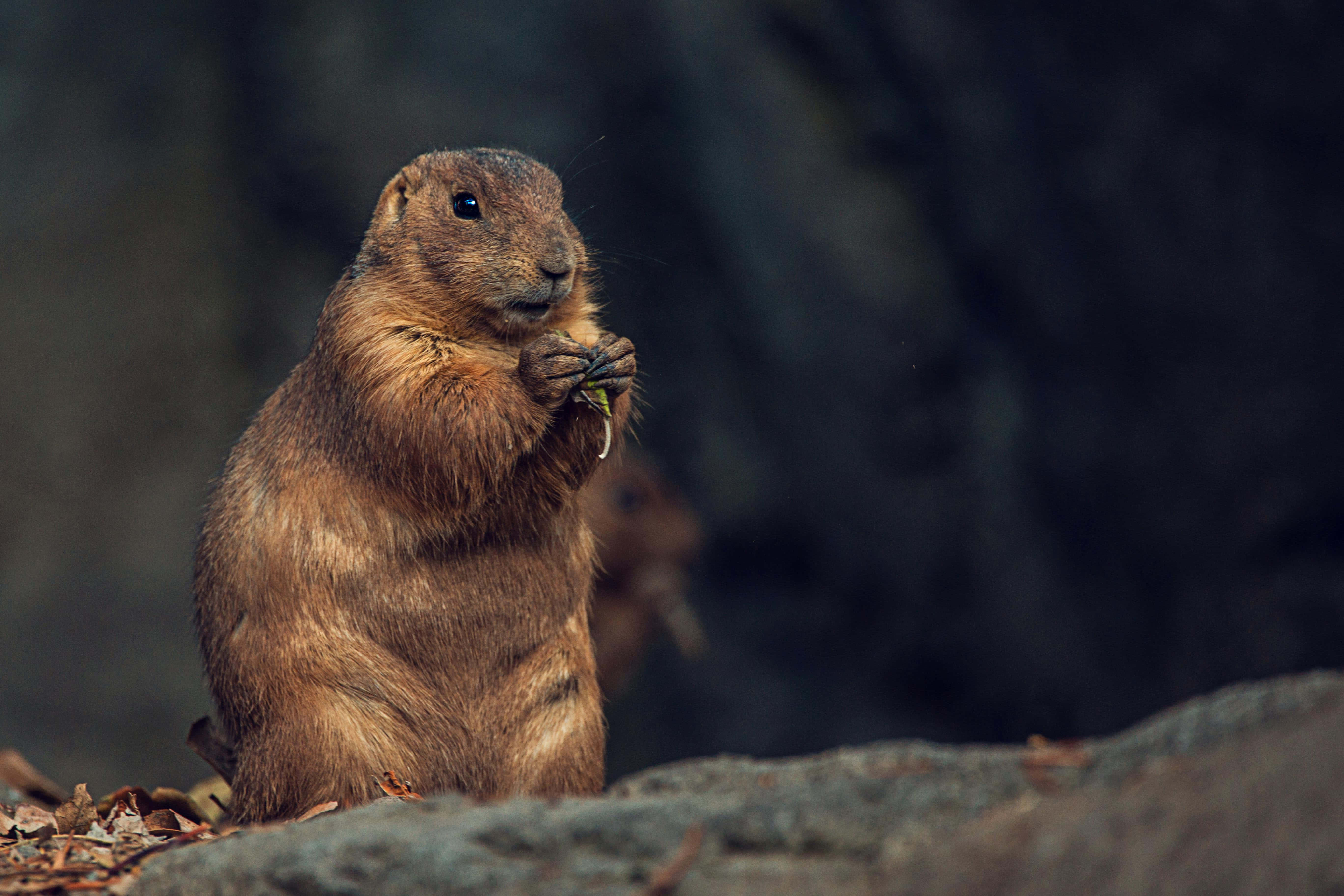 Woodchuck 桌布 壁紙 — 一隻棕色草原犬鼠直立在岩石表面上，在黑暗模糊的背景中啃食一片綠葉。