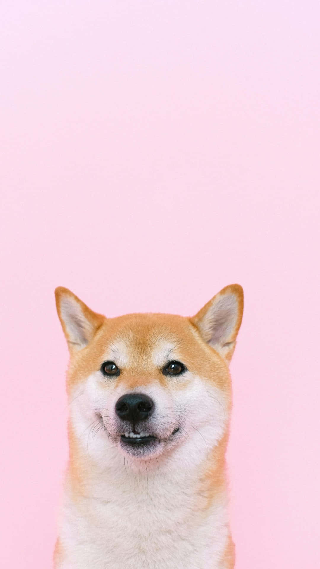  壁紙 — 一隻表情開心的柴犬，背景是柔和的粉紅色。