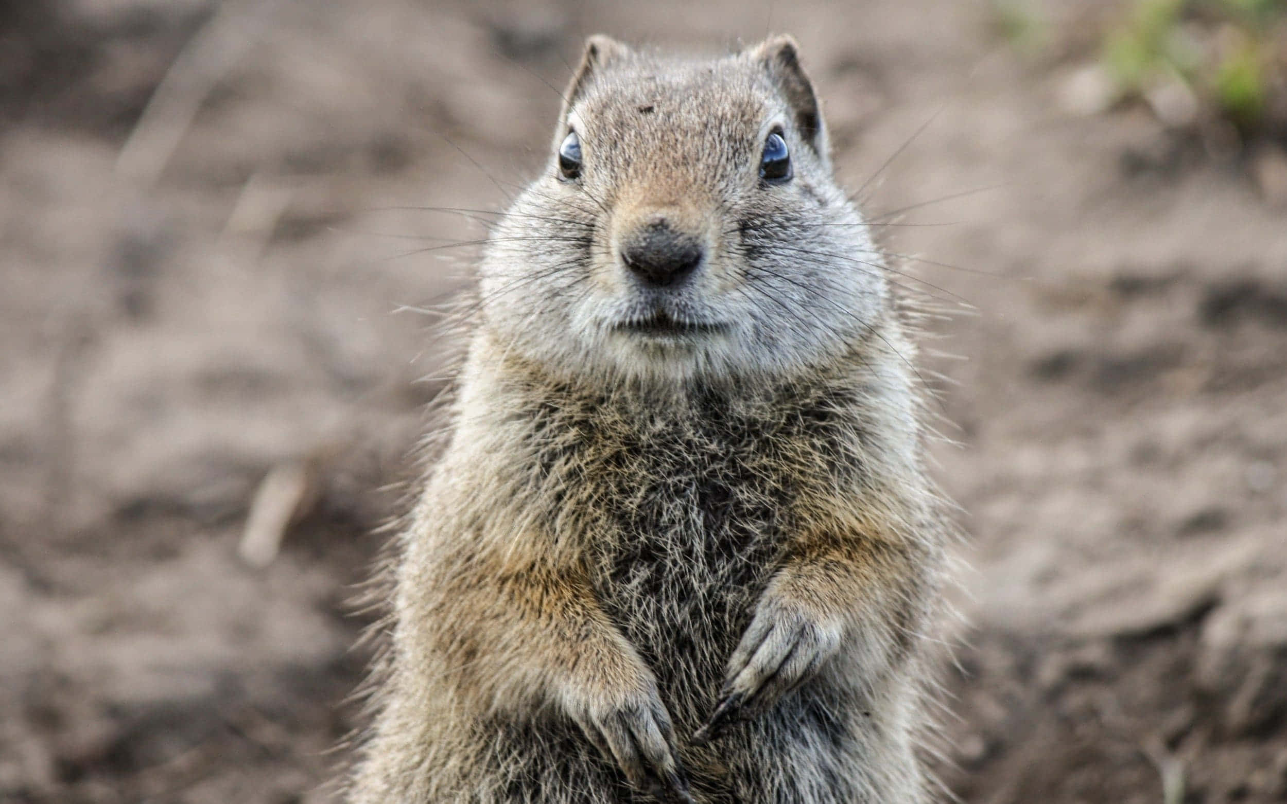 Gopher 桌布 壁紙 — 一隻好奇的地松鼠直立在泥土上，用明亮的眼睛直視相機的特寫。