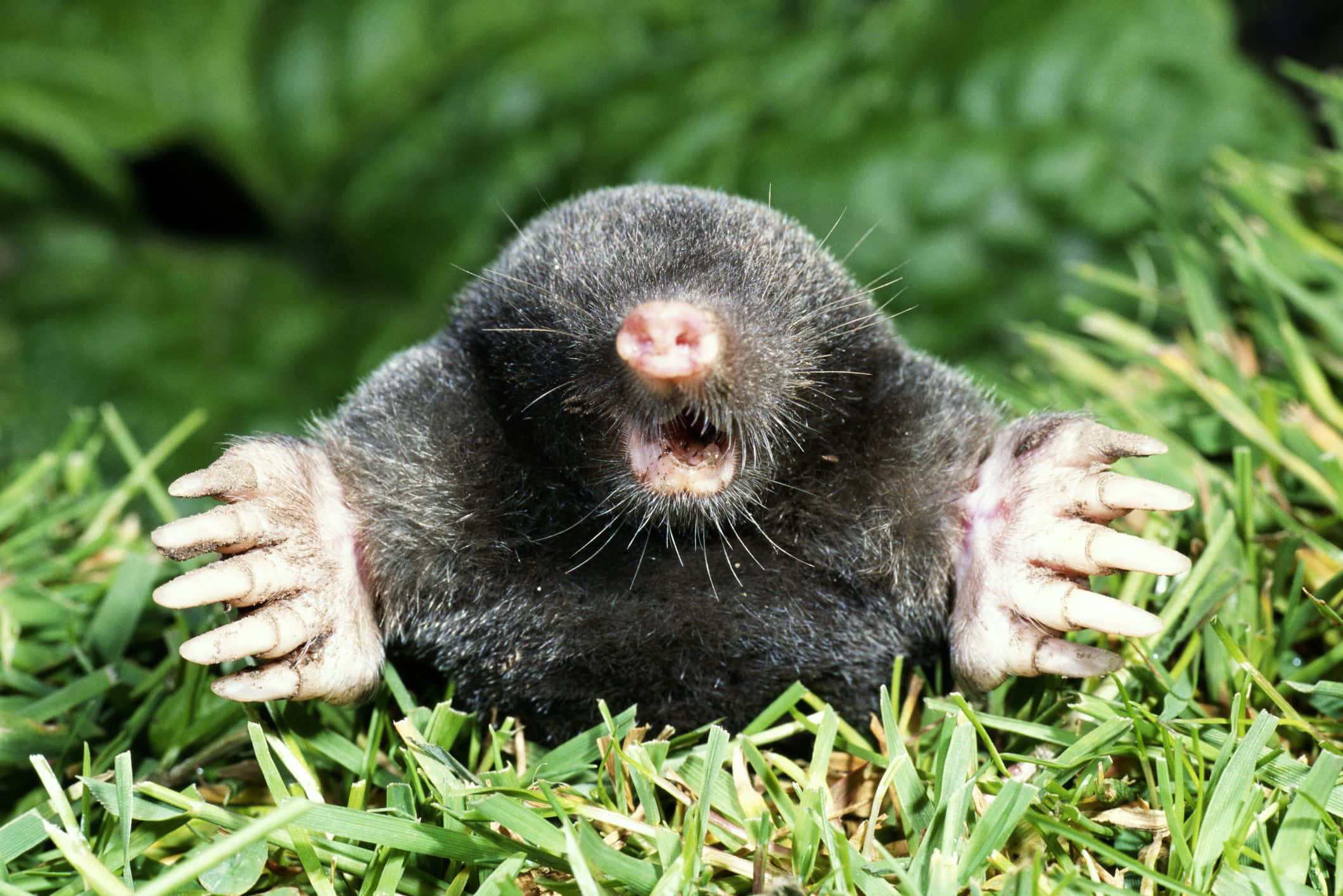 Mole 桌布 壁紙 — 一隻深色毛髮的鼴鼠，粉紅色鼻子和帶爪的腳掌，從充滿活力的綠草中探出頭來的特寫。