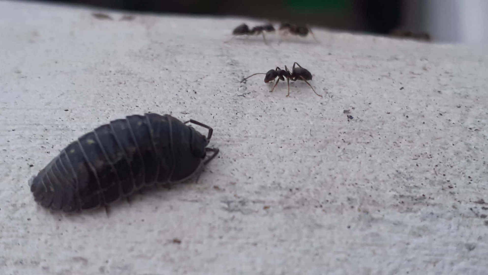  壁紙 — 粗糙淺灰色混凝土表面上嘅深色分節等足類動物同兩隻螞蟻嘅特寫。