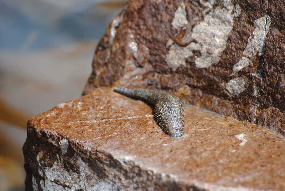  壁紙 — 一隻深色斑點水蛭喺水邊濕潤嘅岩石上休息嘅特寫。