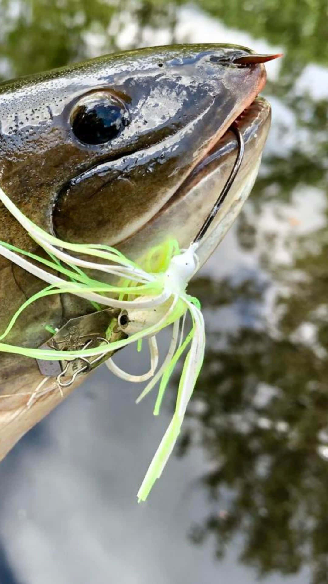  壁紙 — 一條魚嘅特寫，嘴邊掛住一個鮮綠色同白色嘅假餌，喺漣漪水面之上。