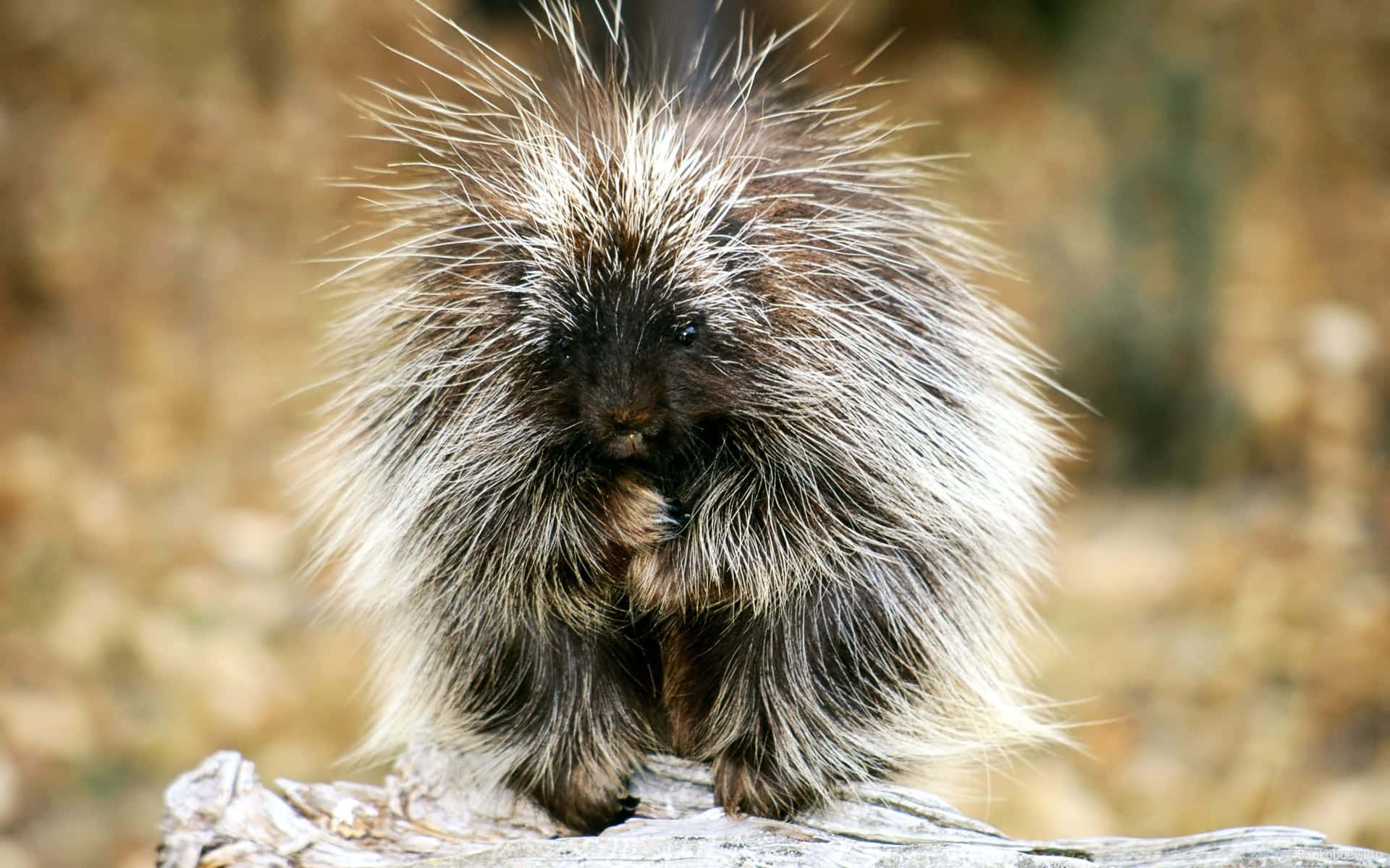 Porcupine 桌布 壁紙 — 豪豬的近距離特寫，牠的尖刺豎起，警覺地站在一條風化的木頭上，背景是模糊的自然環境。