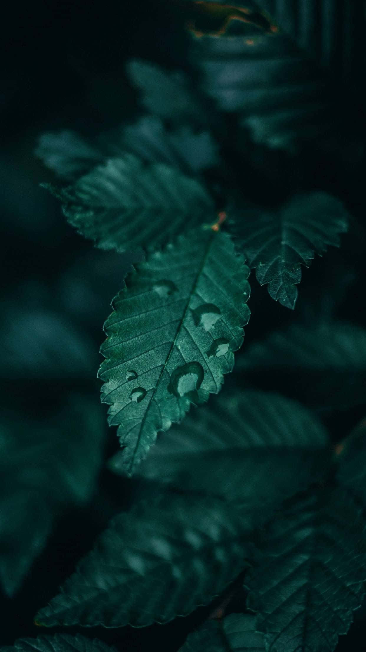 感受自然的寧靜與綠色的平和 壁紙 — 一片沾滿露水的葉子特寫，在黑暗模糊的森林背景下散發出深翠綠色的光芒。